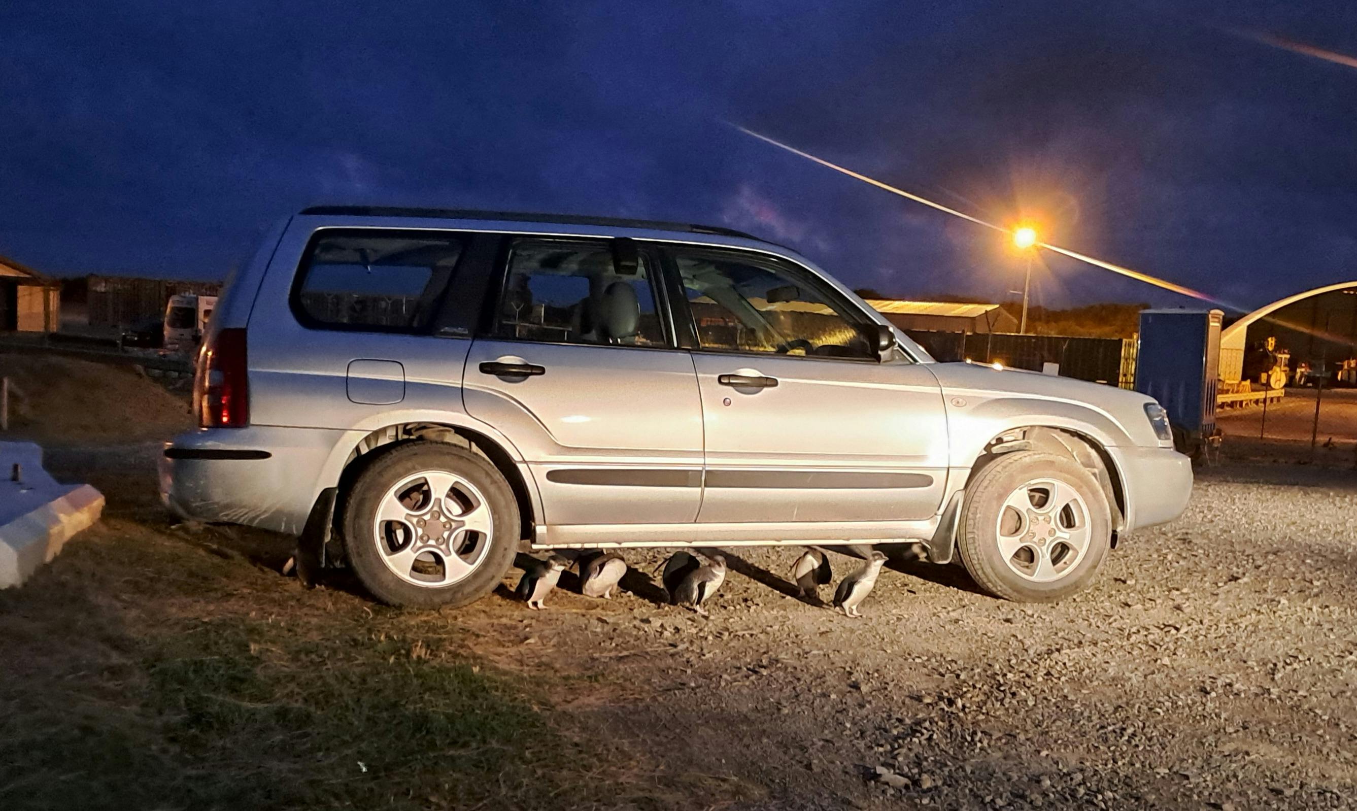 fairy penguins under hire car on king island