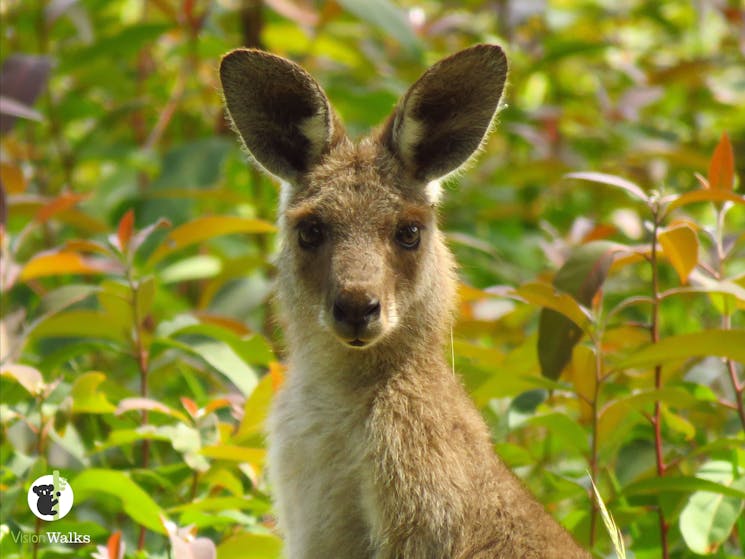 Eastern Grey Kangaroo