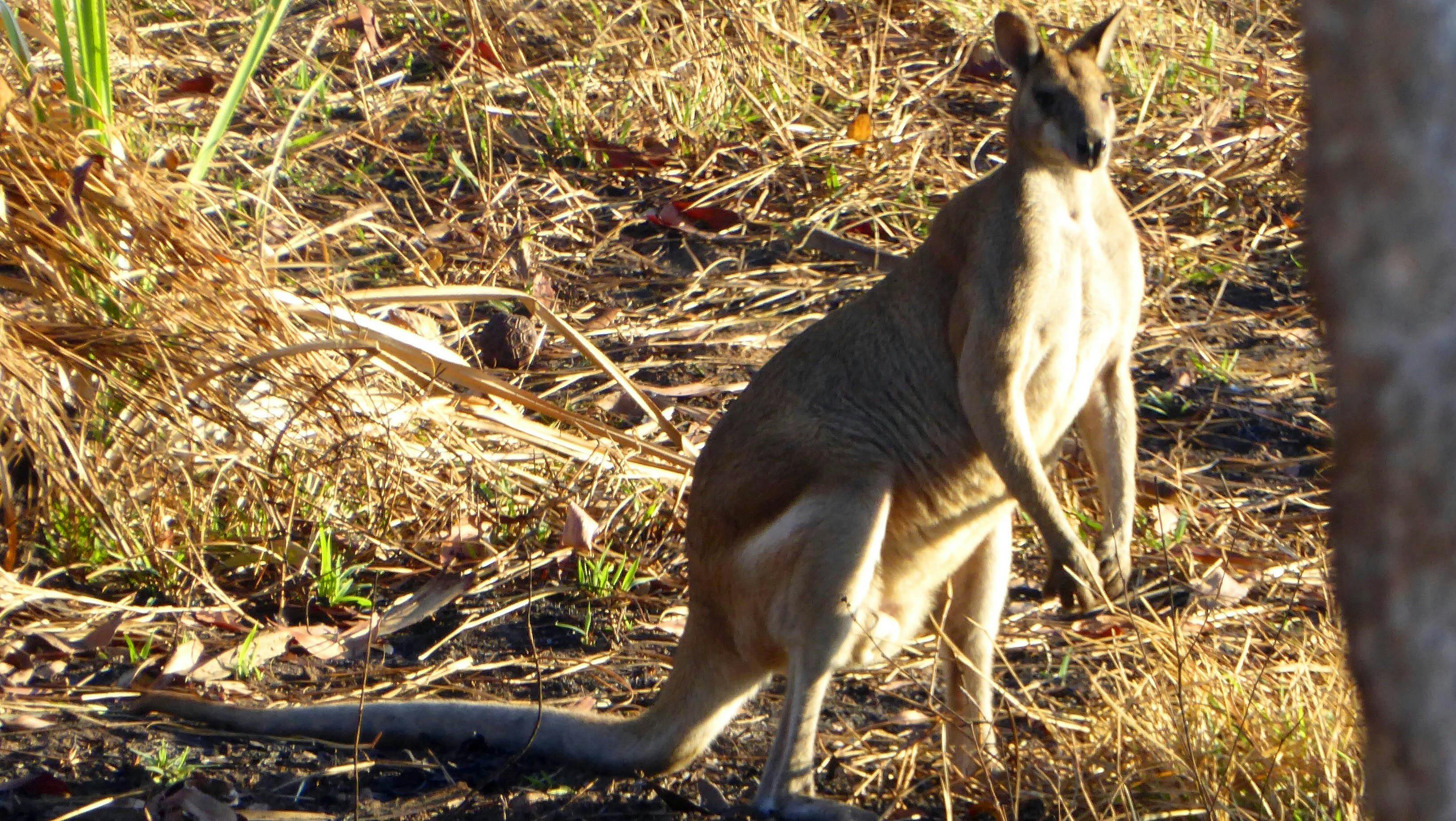 Wallaby on Fogg Dam