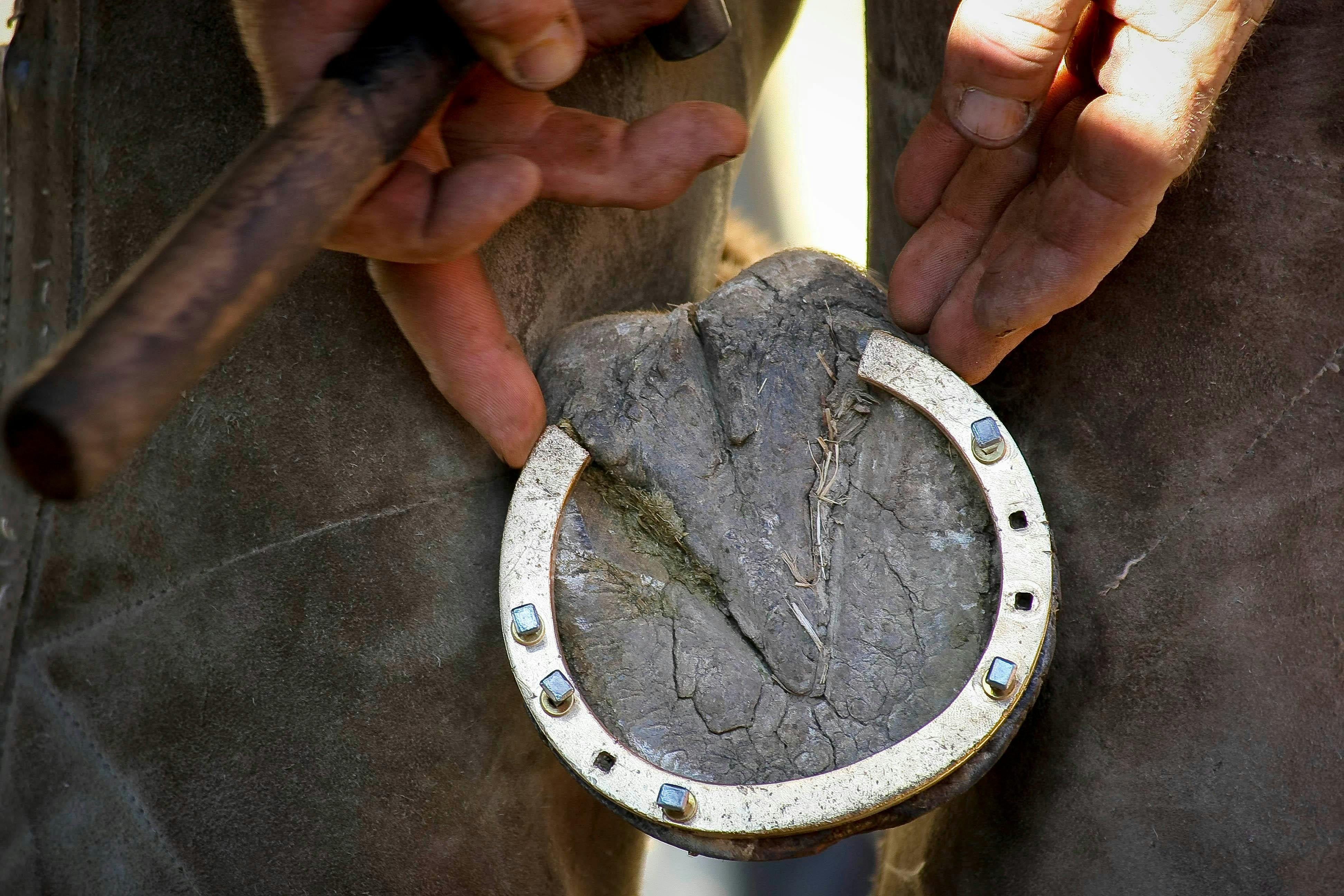 gold laden horseshoes being shoed to a horse