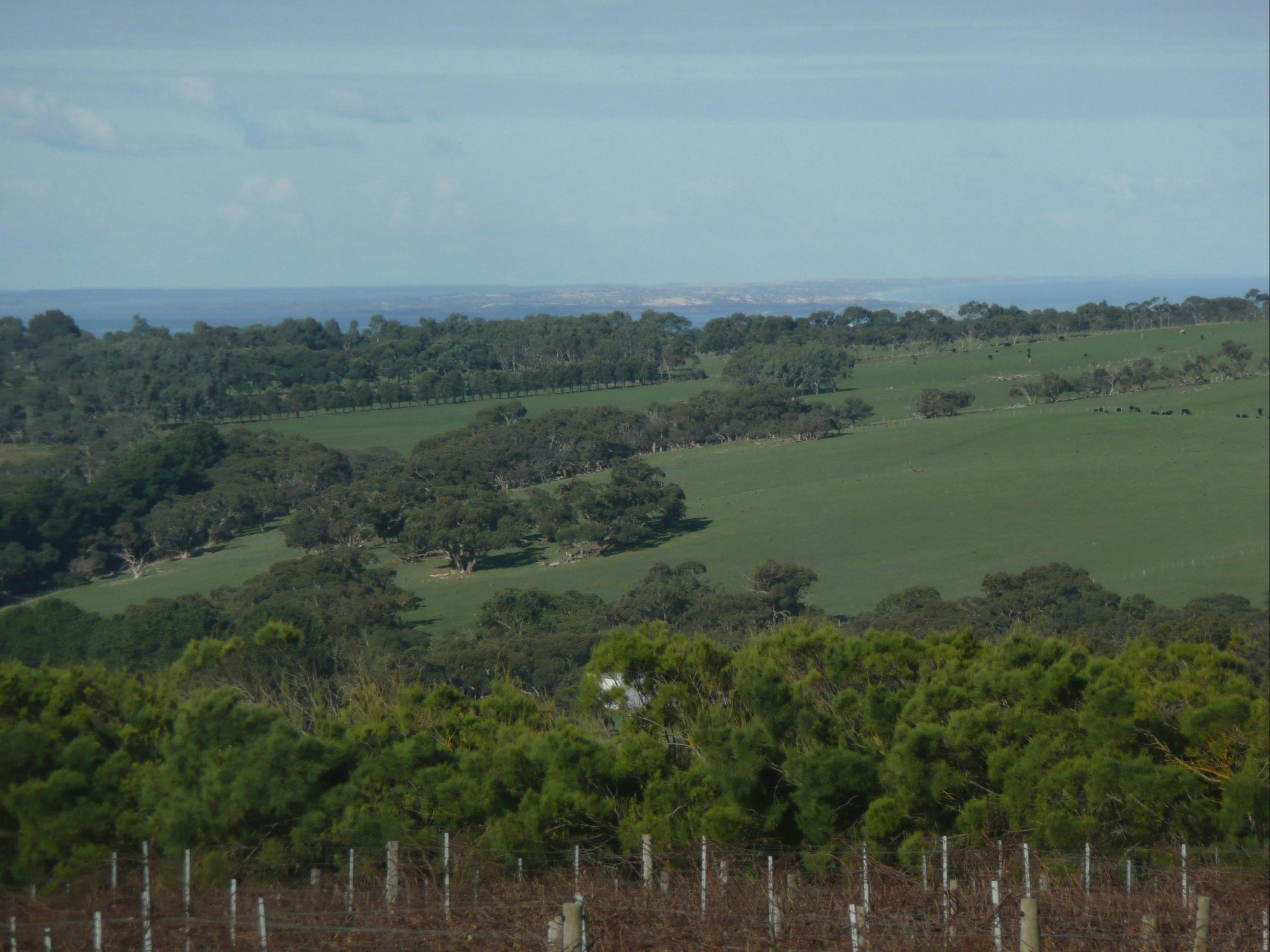 Mt Jagged Wines