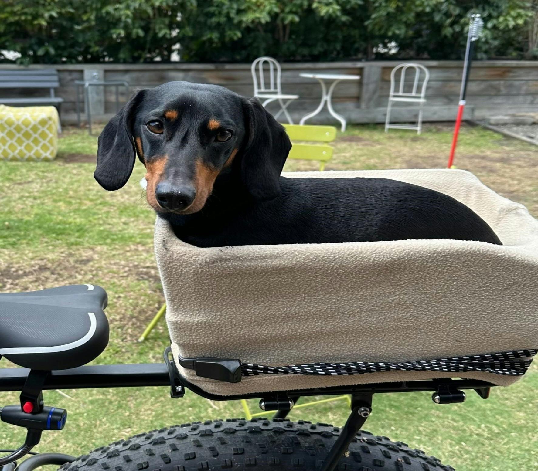 Niche on High - pet friendly