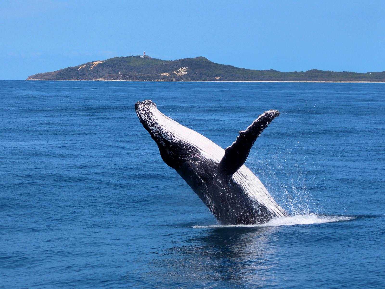 Whale Watching Cruise