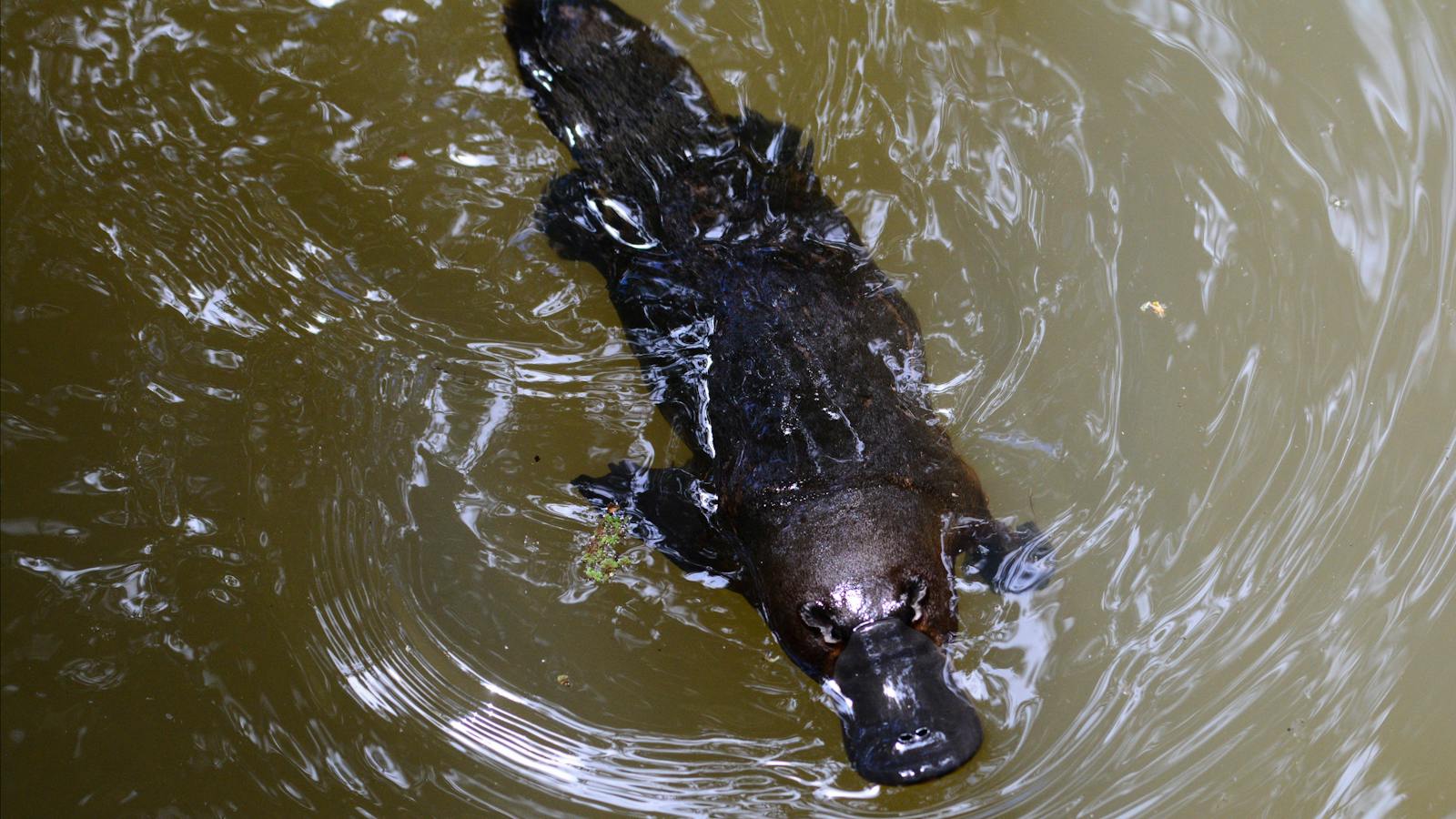 The elusive Platypus
