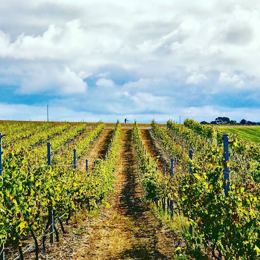 Peter Teakle Wines