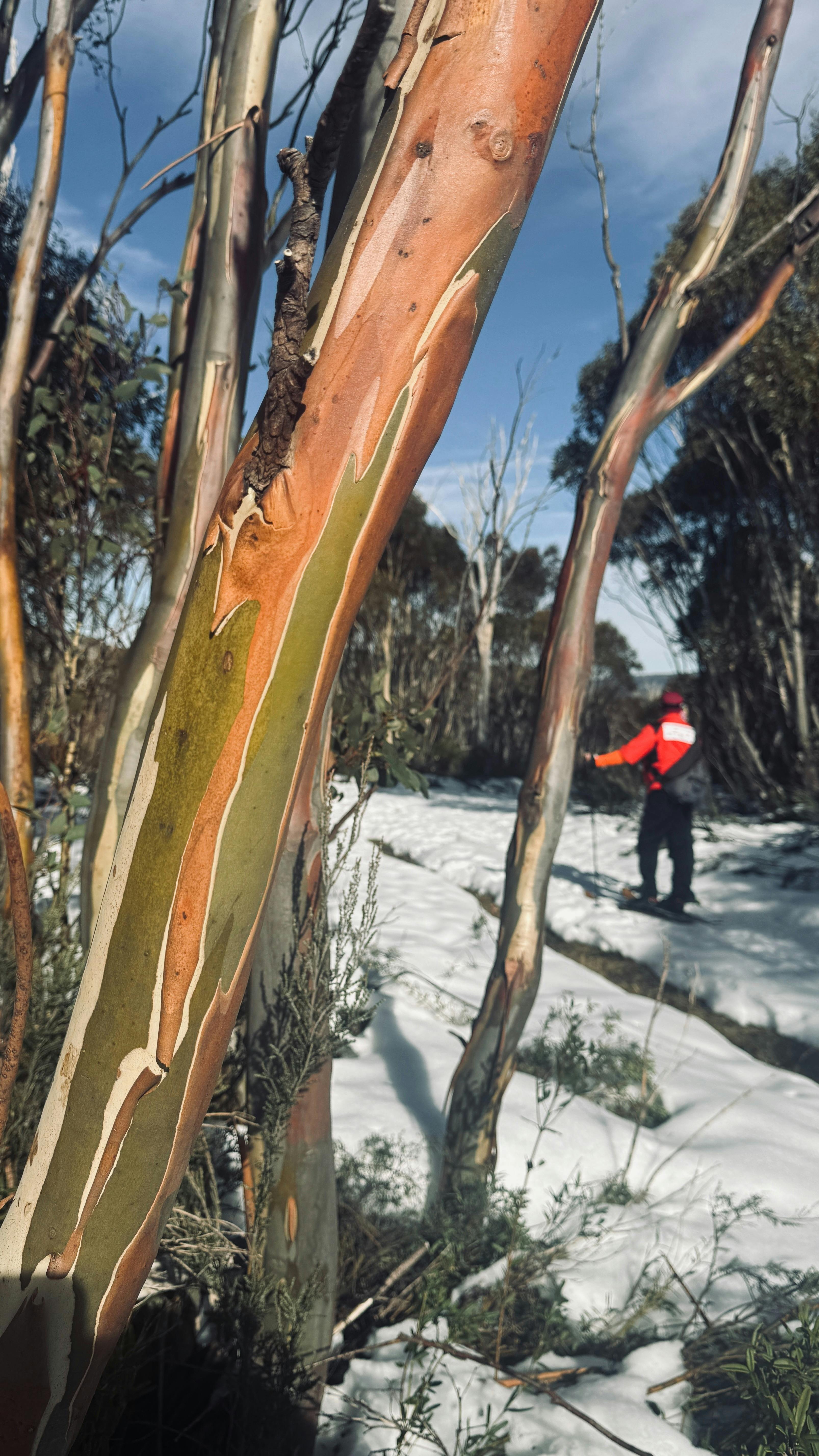 Snow gums and all their glory in the snow hills