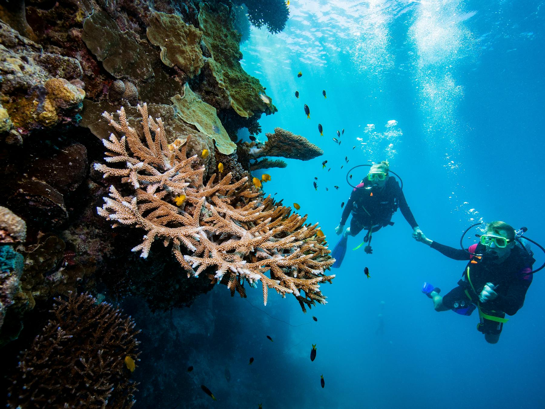 Two divers exploring the coral reef holding hands