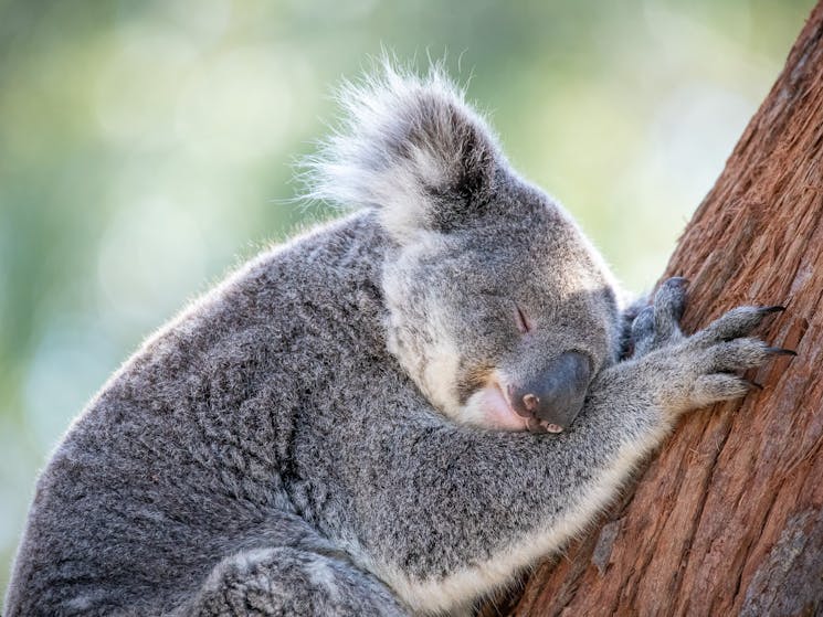 Port Stephens Koala Sanctuary