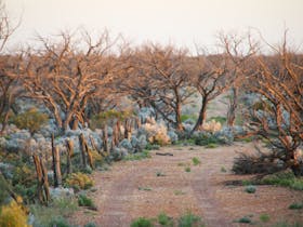 View down fence line of paddock