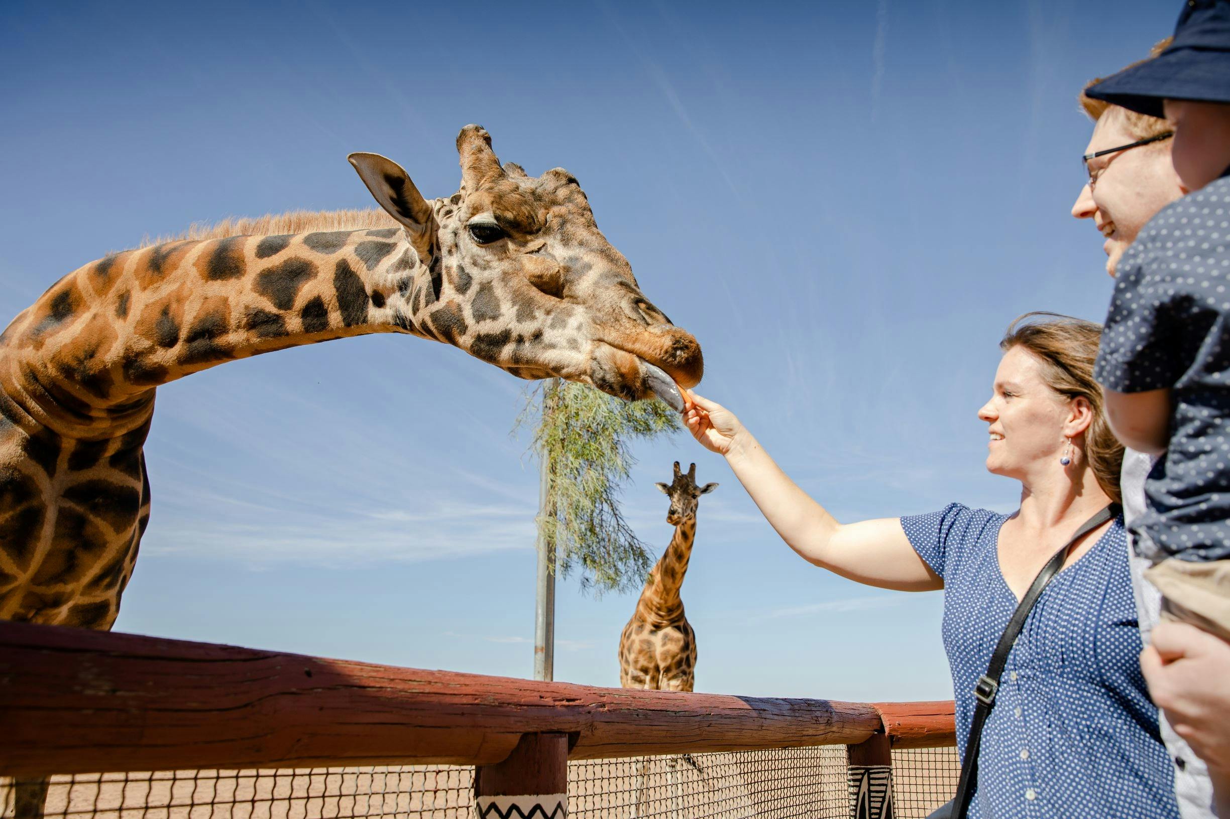 Giraffe Safari Monarto Safari Park