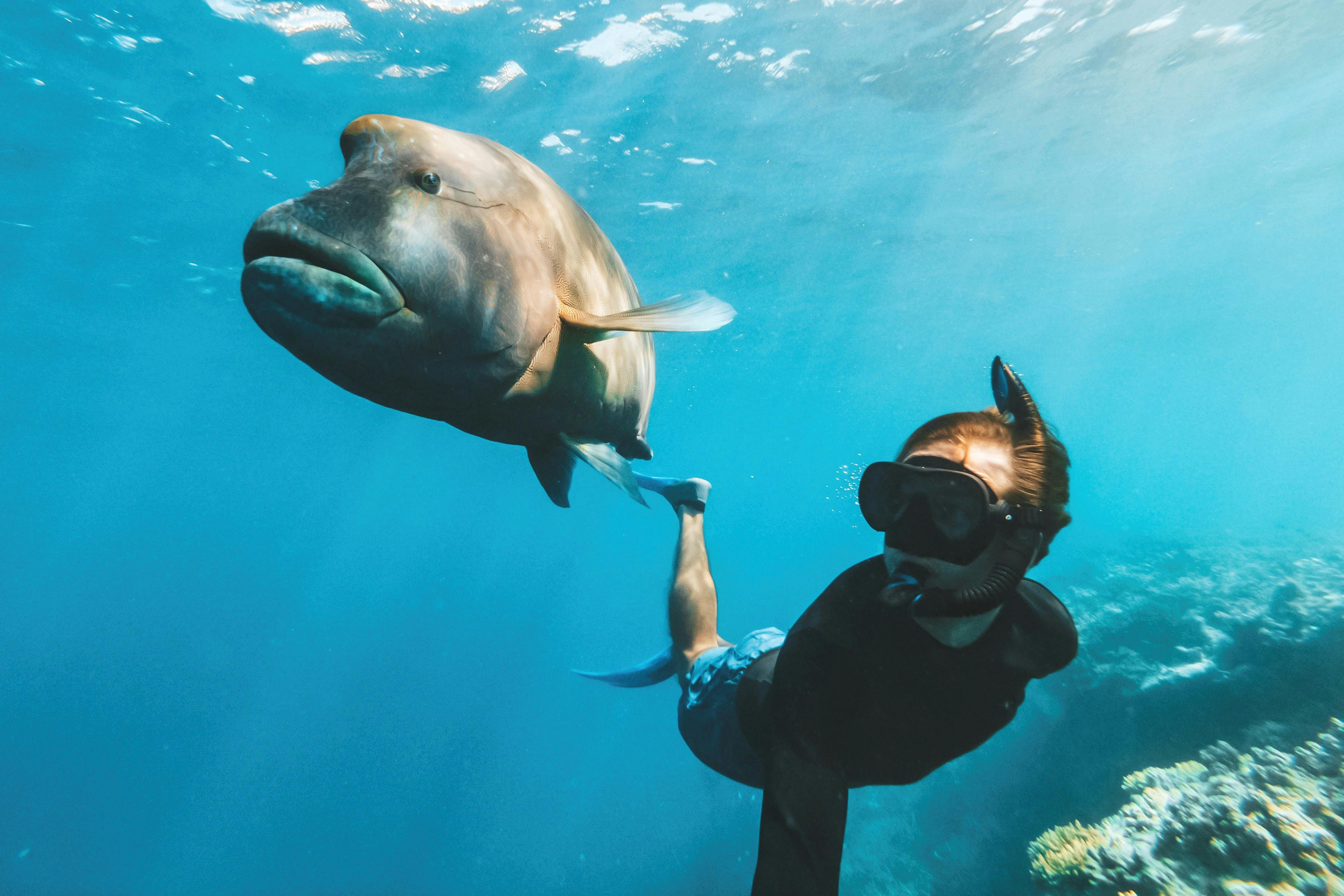 Great Barrier Reef snorkelling