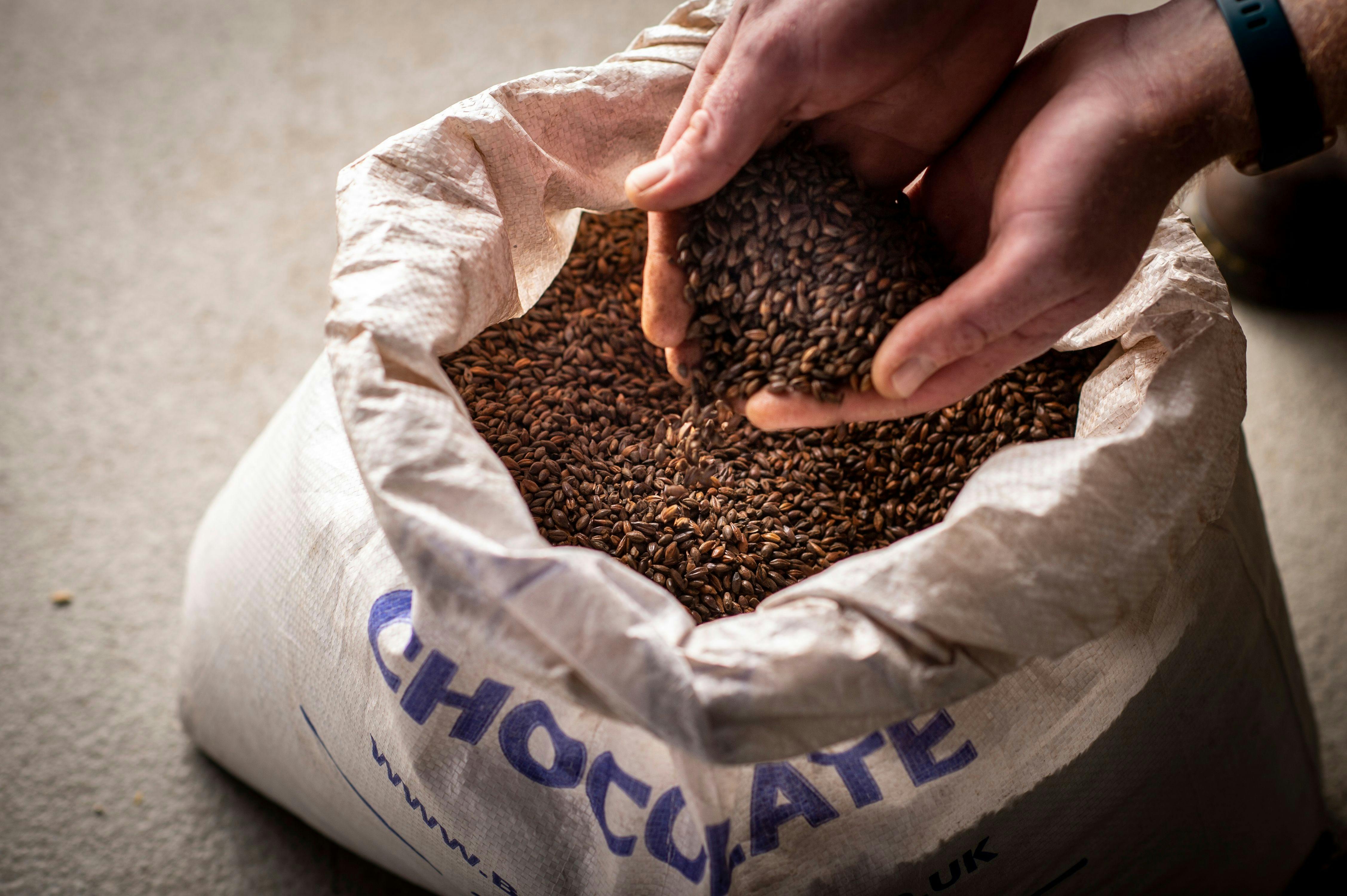 Barley before it enters the brewing process at FogHorn Brewery, Newcastle