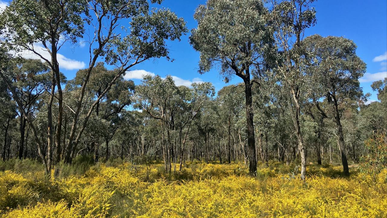Greater Bendigo State Park