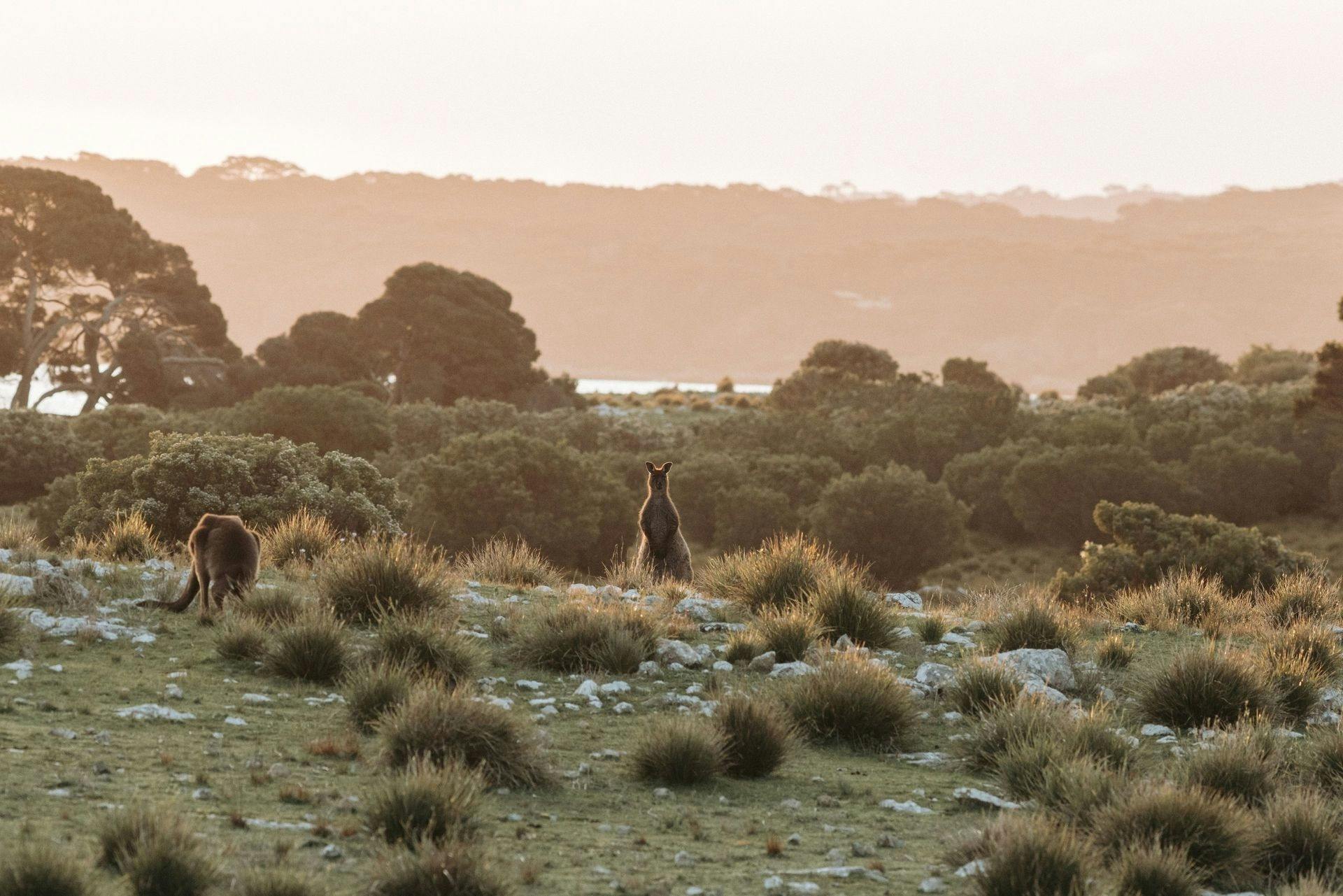 kangaroo