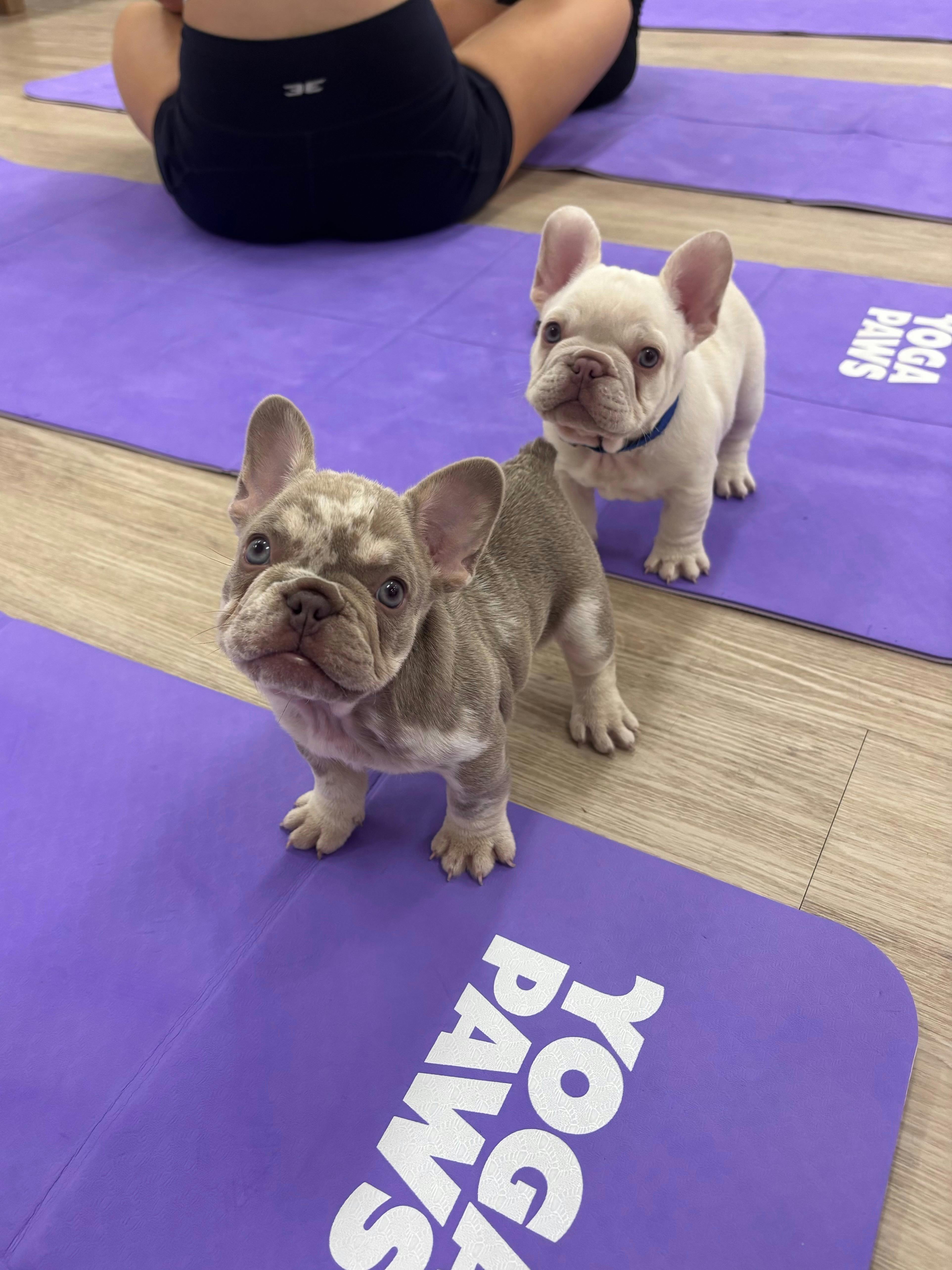 Puppy Yoga Perth | Yoga Paws
