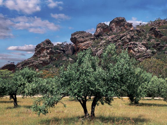 Mount Zero Olives