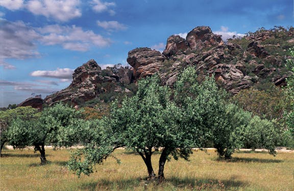 Mount Zero Olives