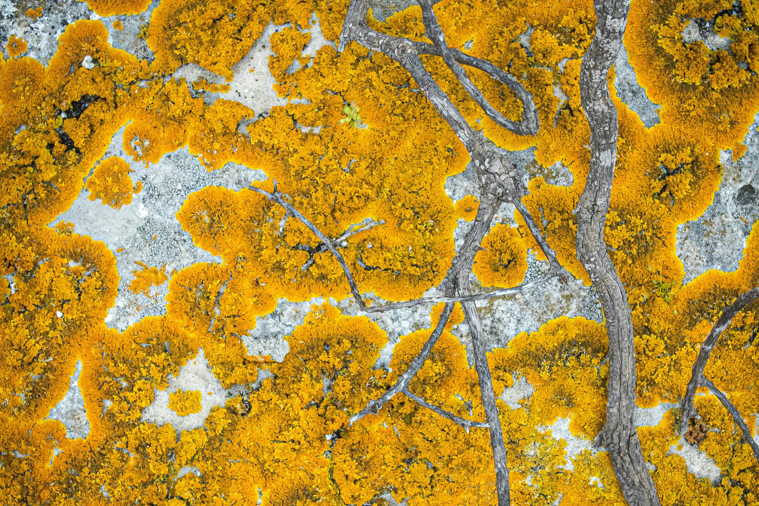 Unbelievable coloured mosses, lichens and liverwarts