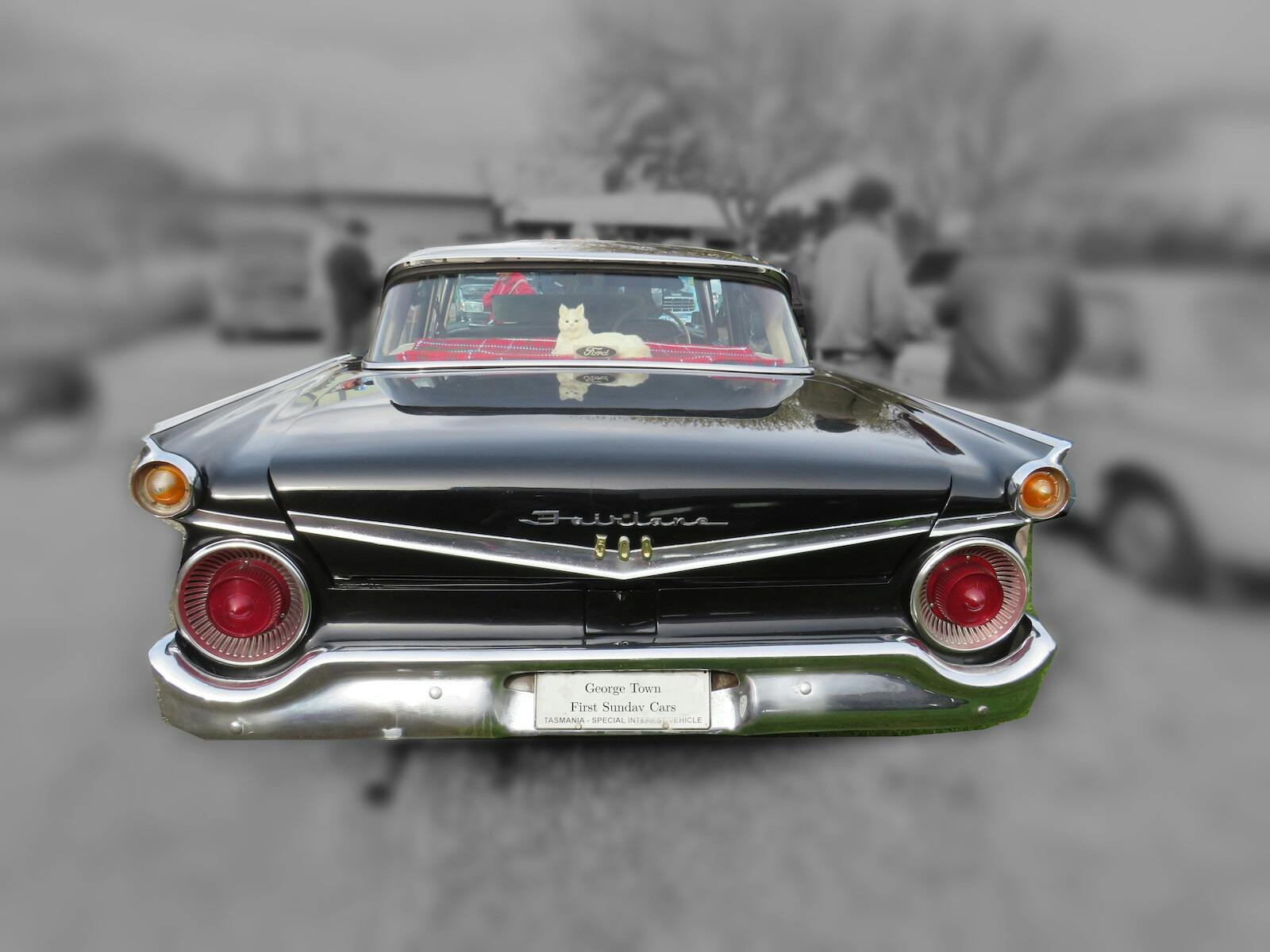 A white toy cat sits in the back window of this classic car