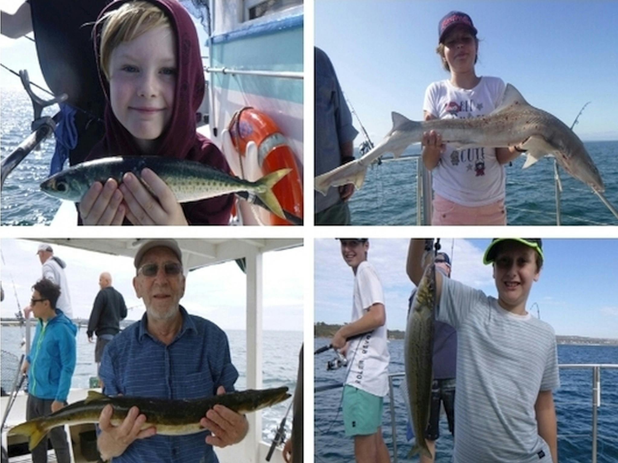 Samples of Port Phillip fish 2