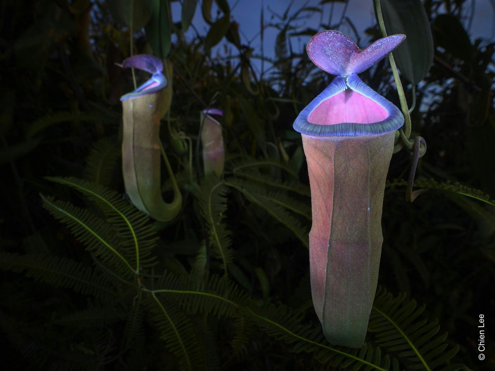 Three Tropical Pitcher Plants appear to glow purple in a dark backdrop amongst foliage.