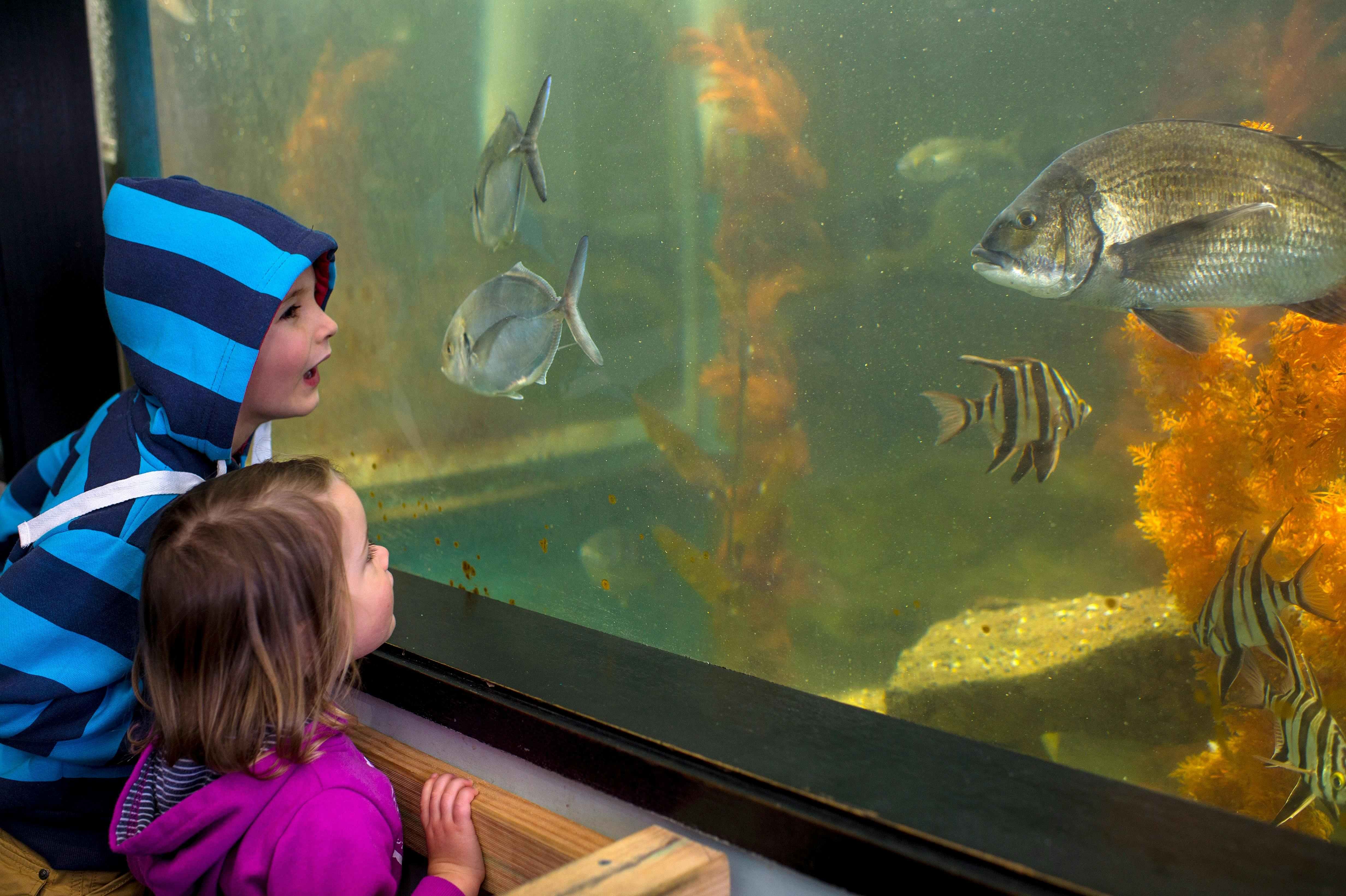 Children looking at fish in an aquarium