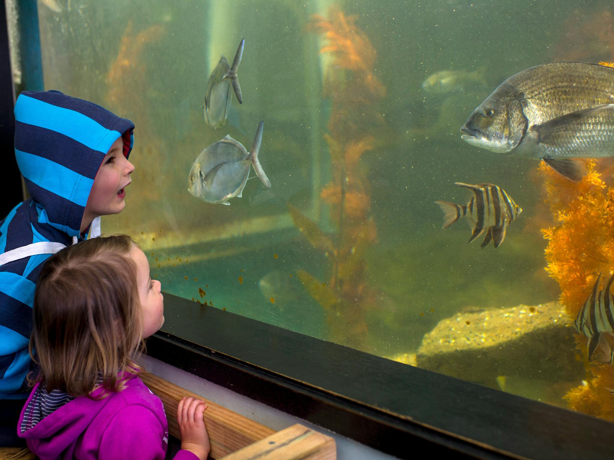 Children looking at fish in an aquarium