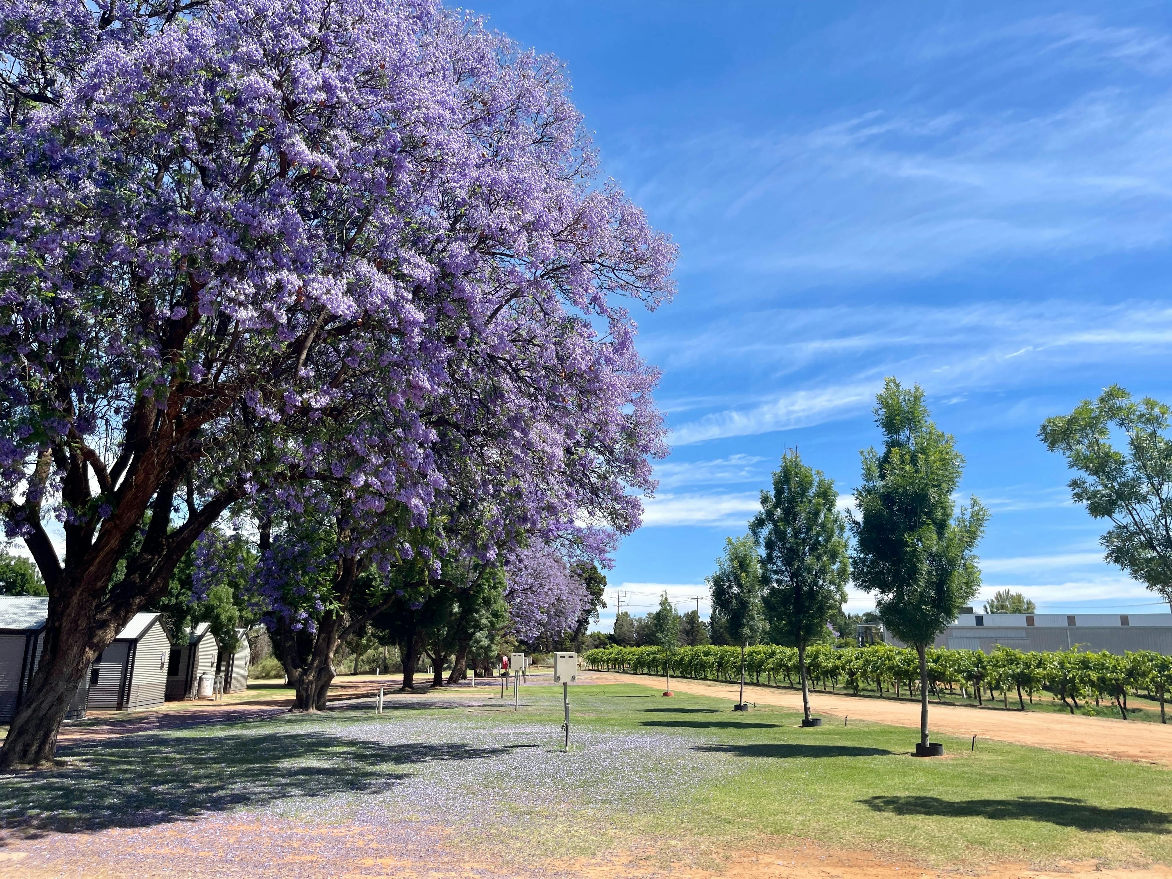 Drive Through Powered Sites