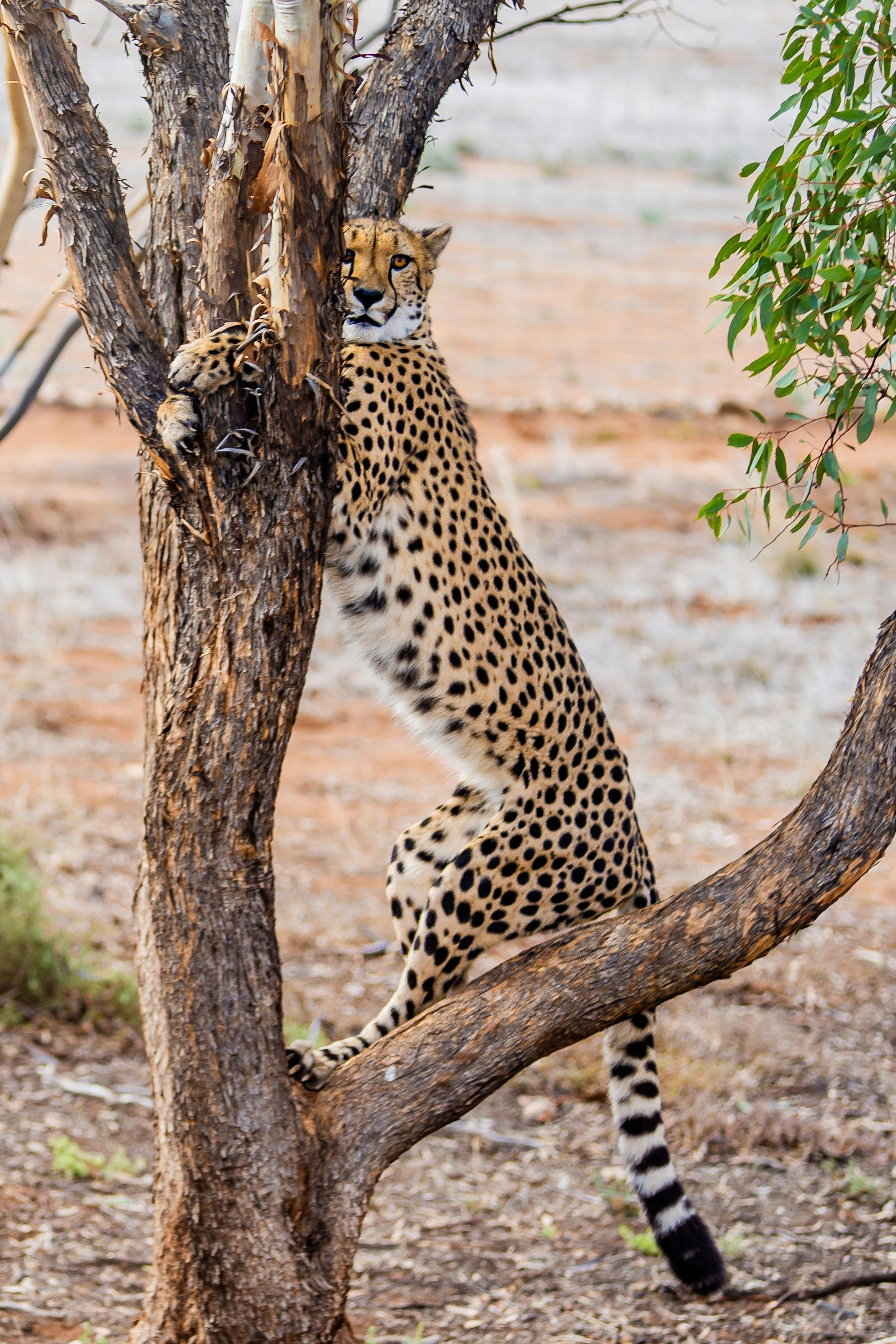 Monarto Zoo