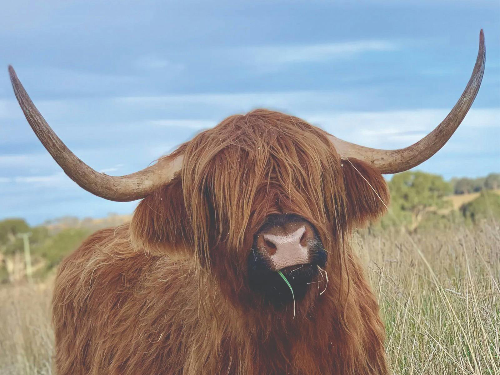 Highland Cow