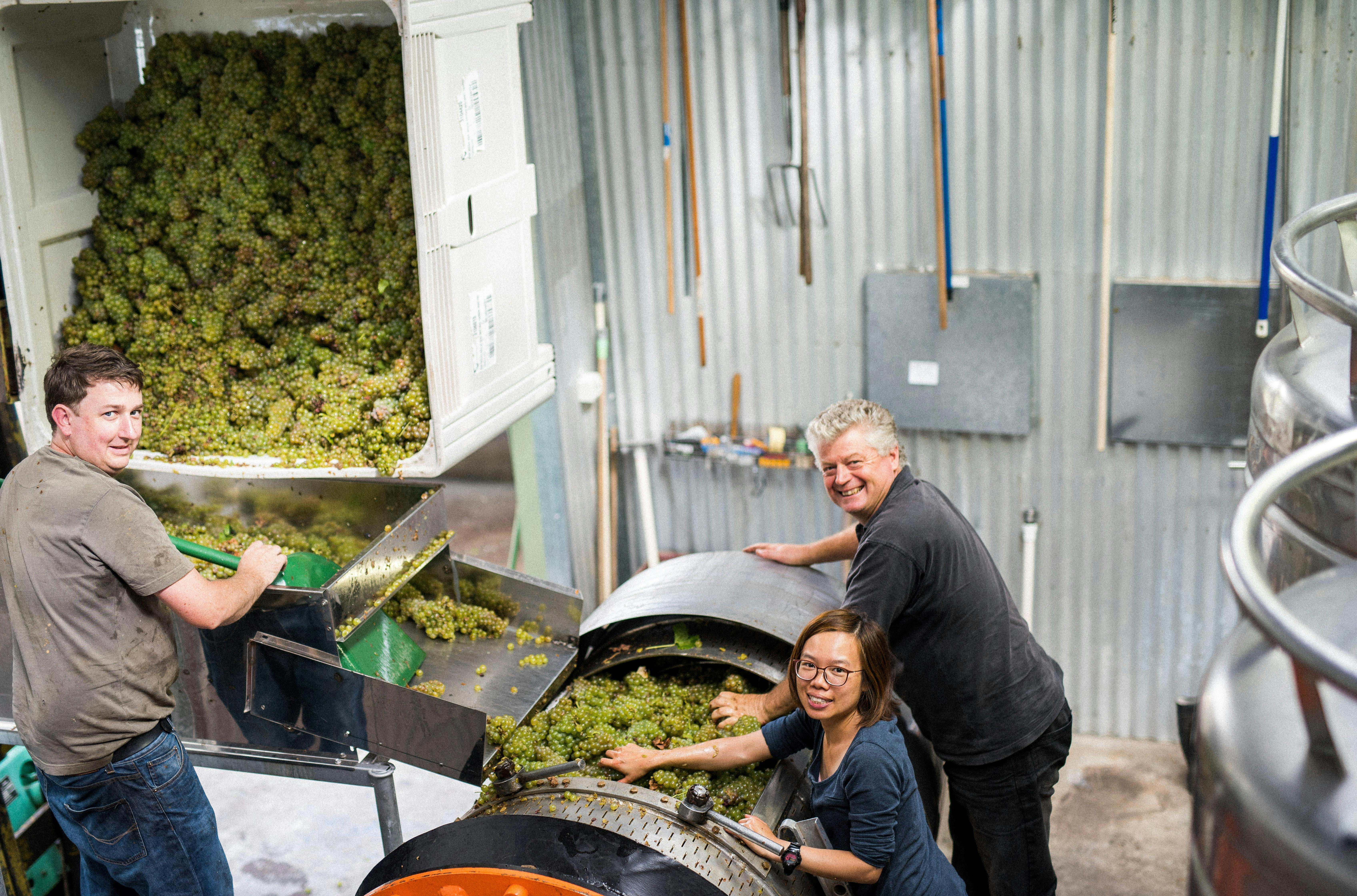 loading white wine grapes into a basket press