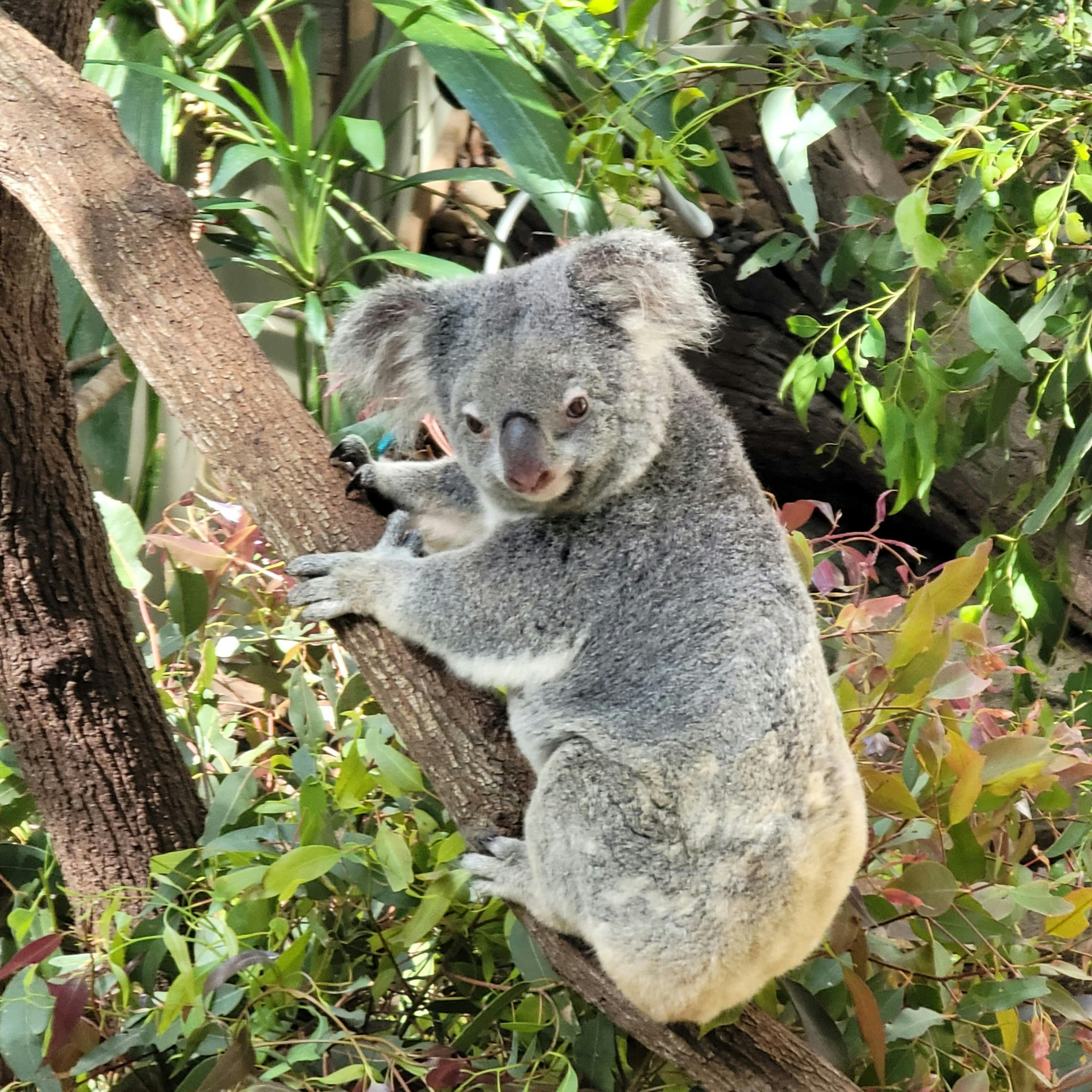 Lone Pine Koala Sanctuary