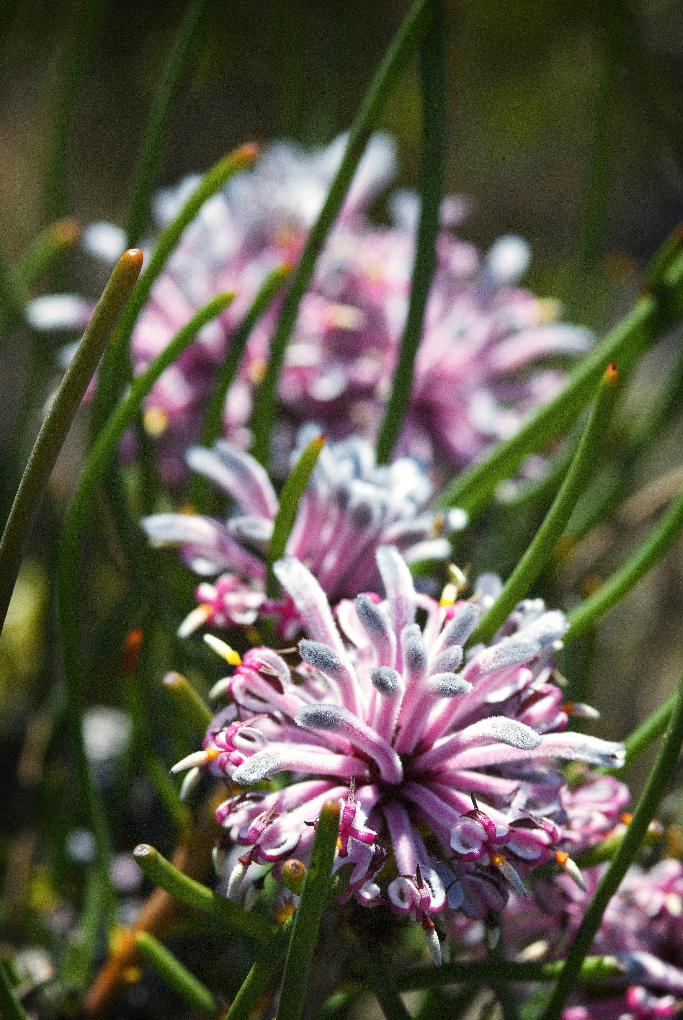 Esperance Wildflower Trail, Narrogin, Western Australia