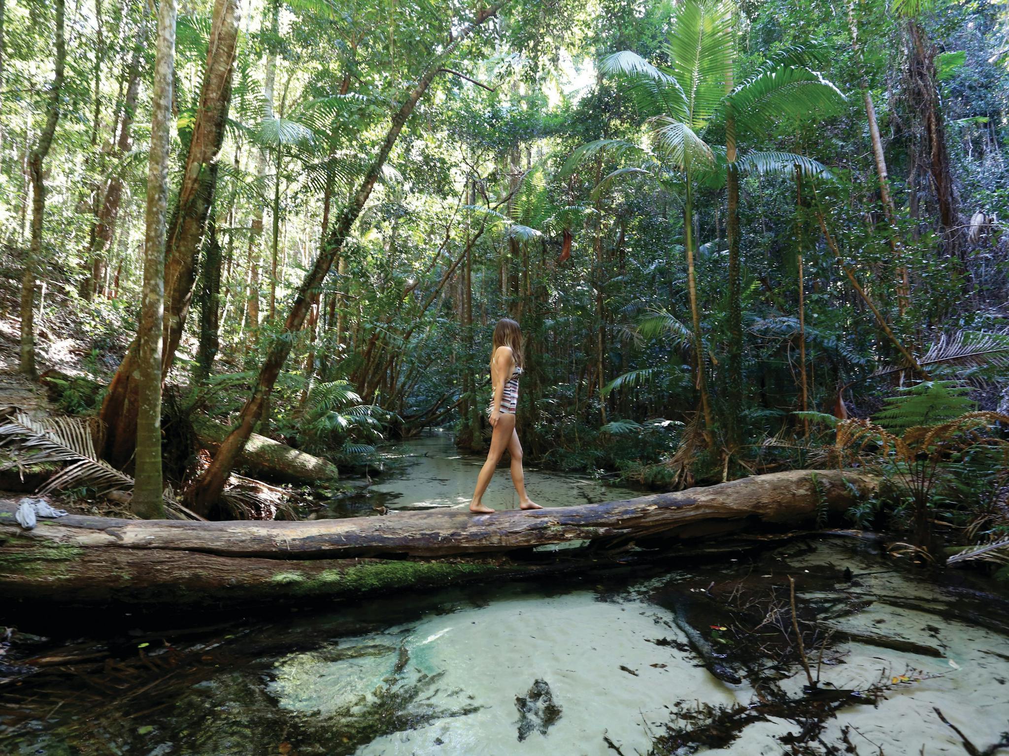 Fraser Island Rainforest, Queensland. Fraser Island Rainforest, Queensland.