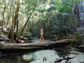 Fraser Island Rainforest, Queensland.