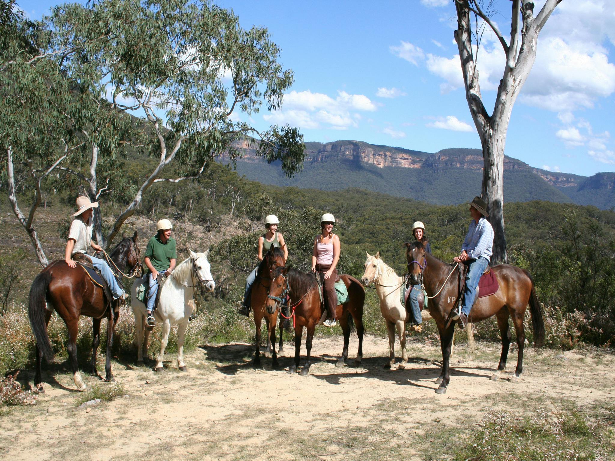 horses