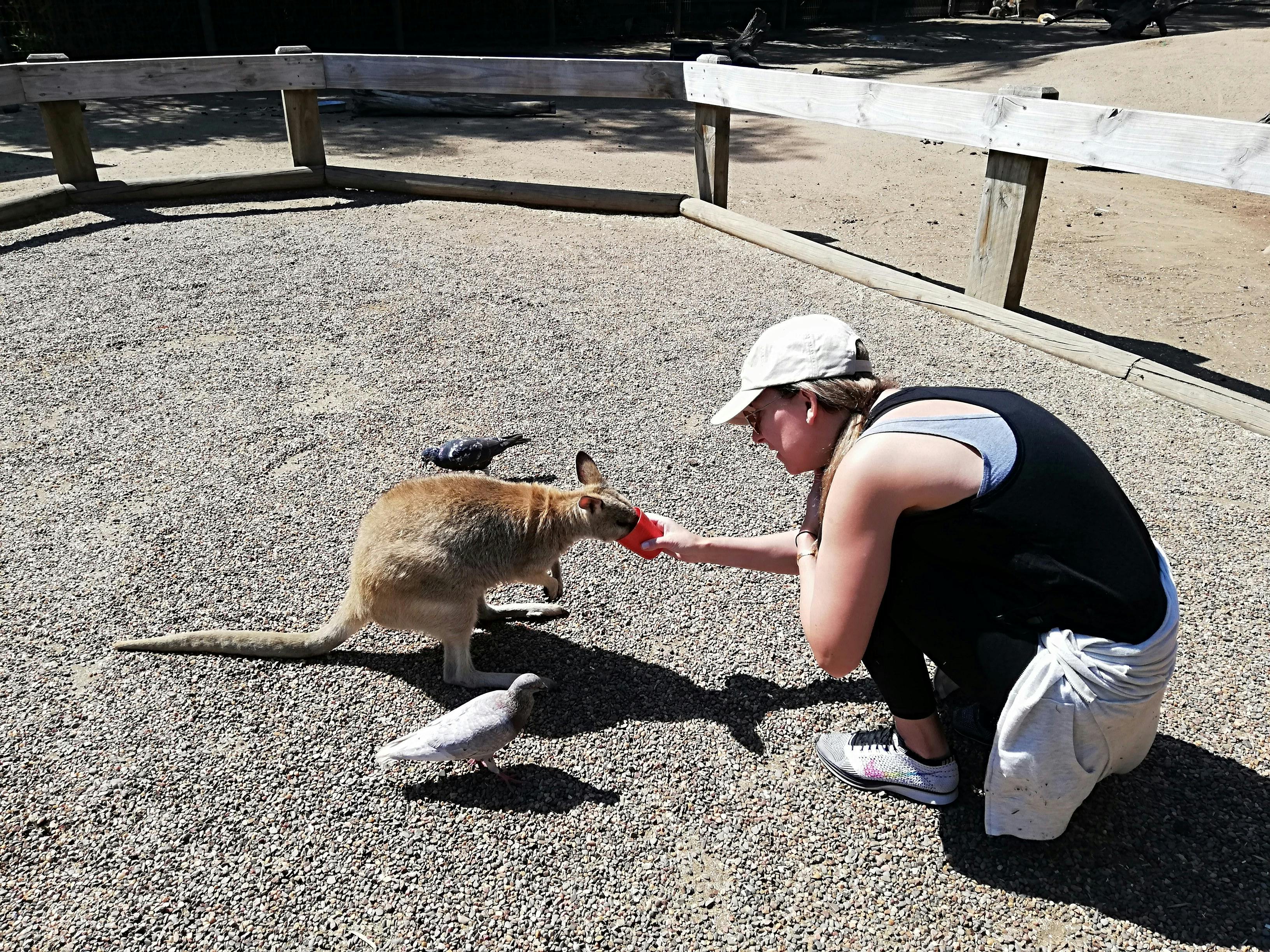 Sydney wildlife tours