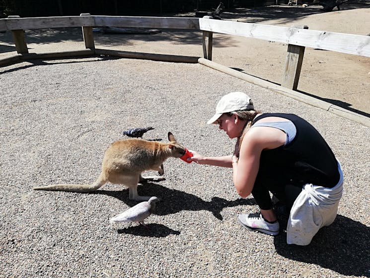 Sydney wildlife tours