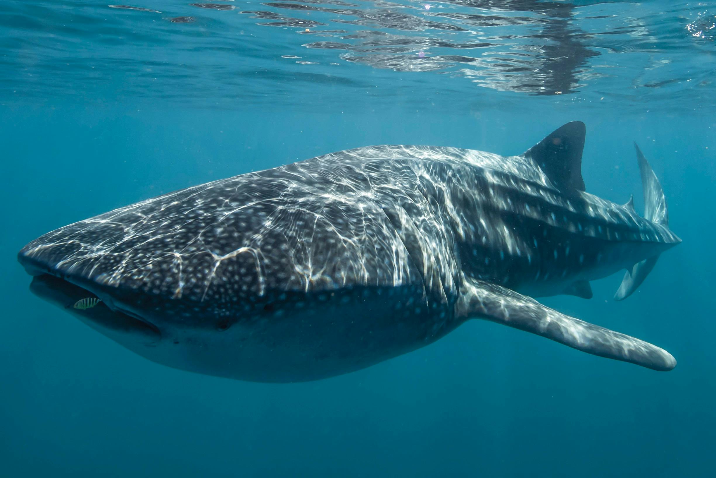 Coral Coast Wildlife, Exmouth, Western Australia