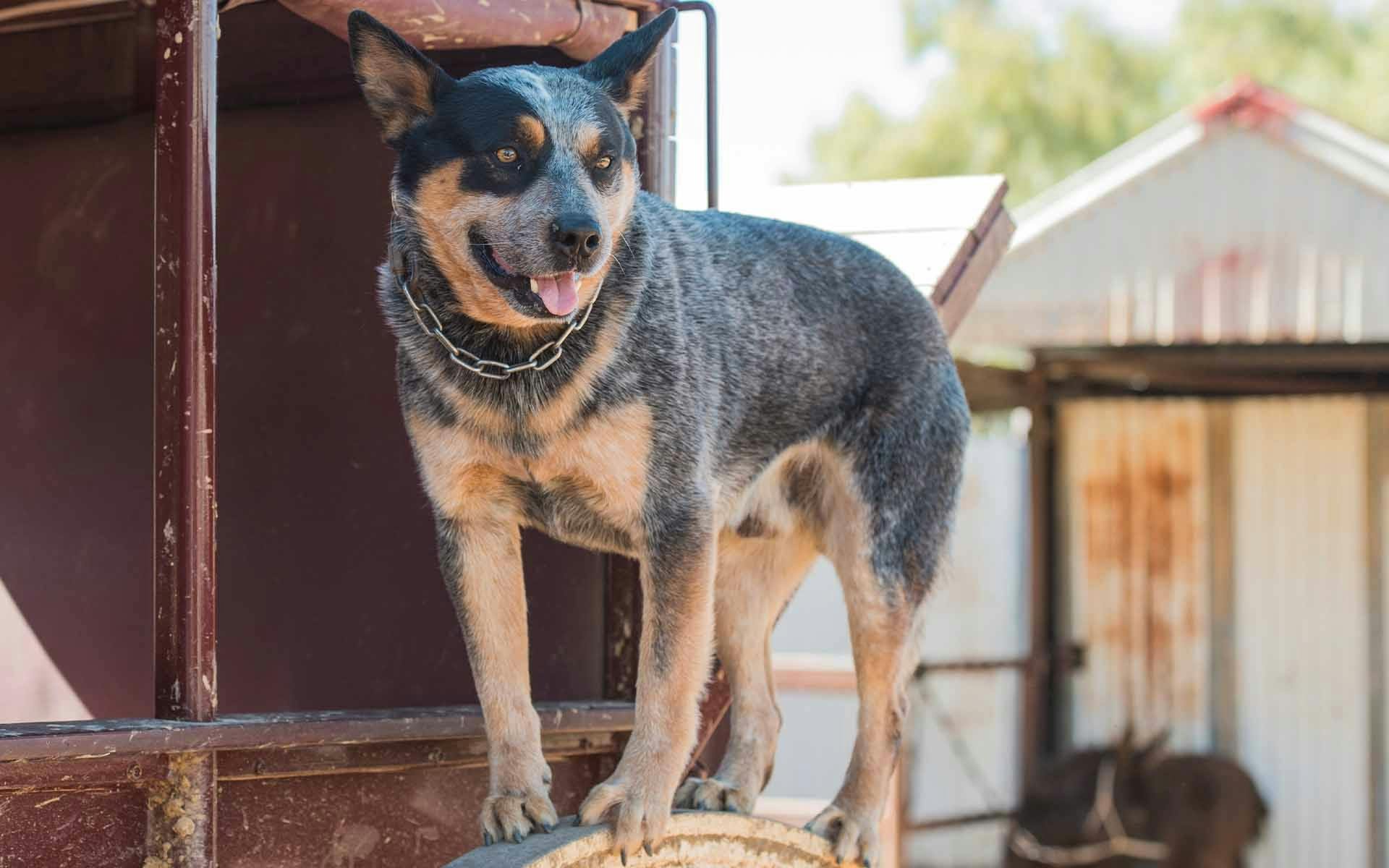 Buck, a blue heeler, standing on top of a Cobb and Co stagecoach wheel