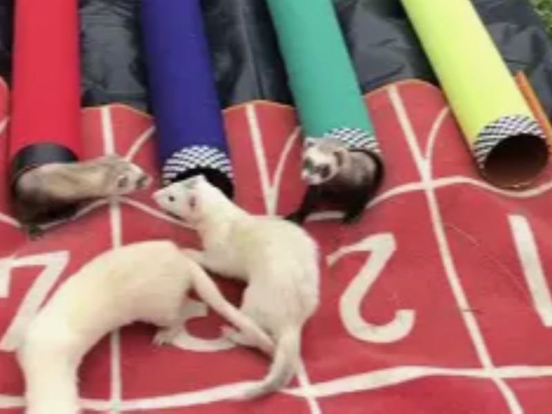 Image for Taralga Ferret Races