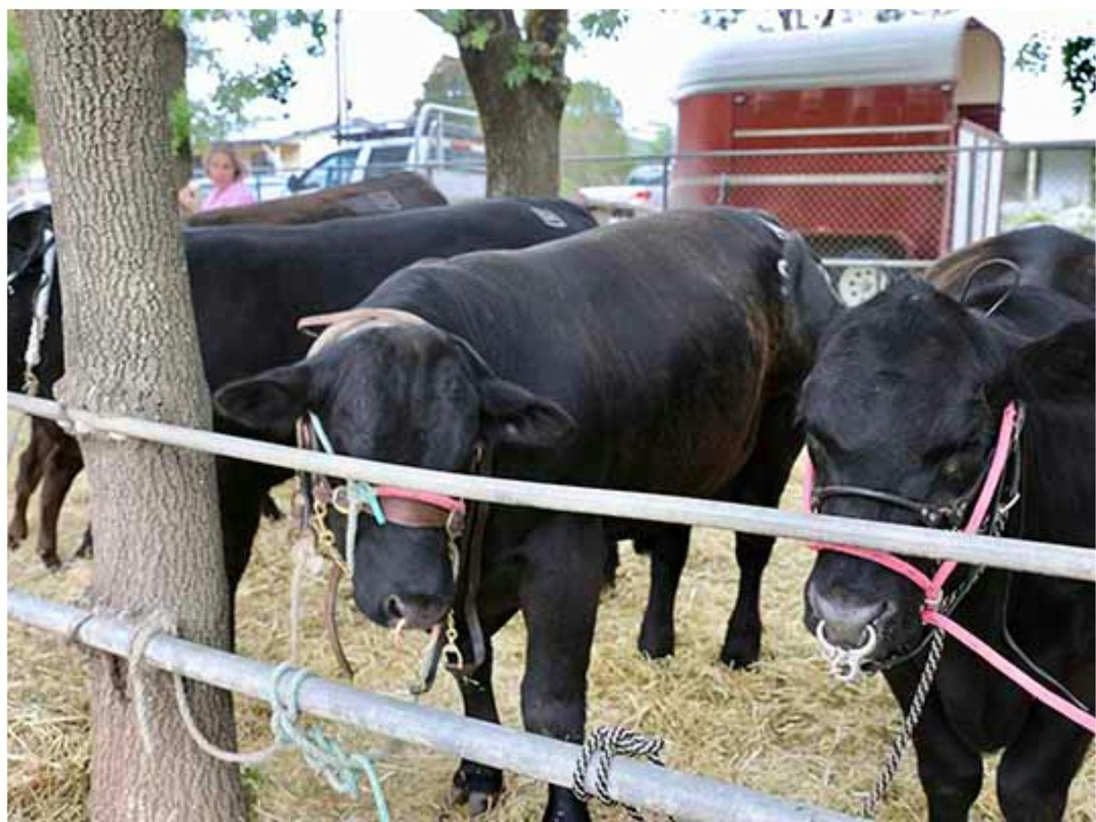 Black angas cattle