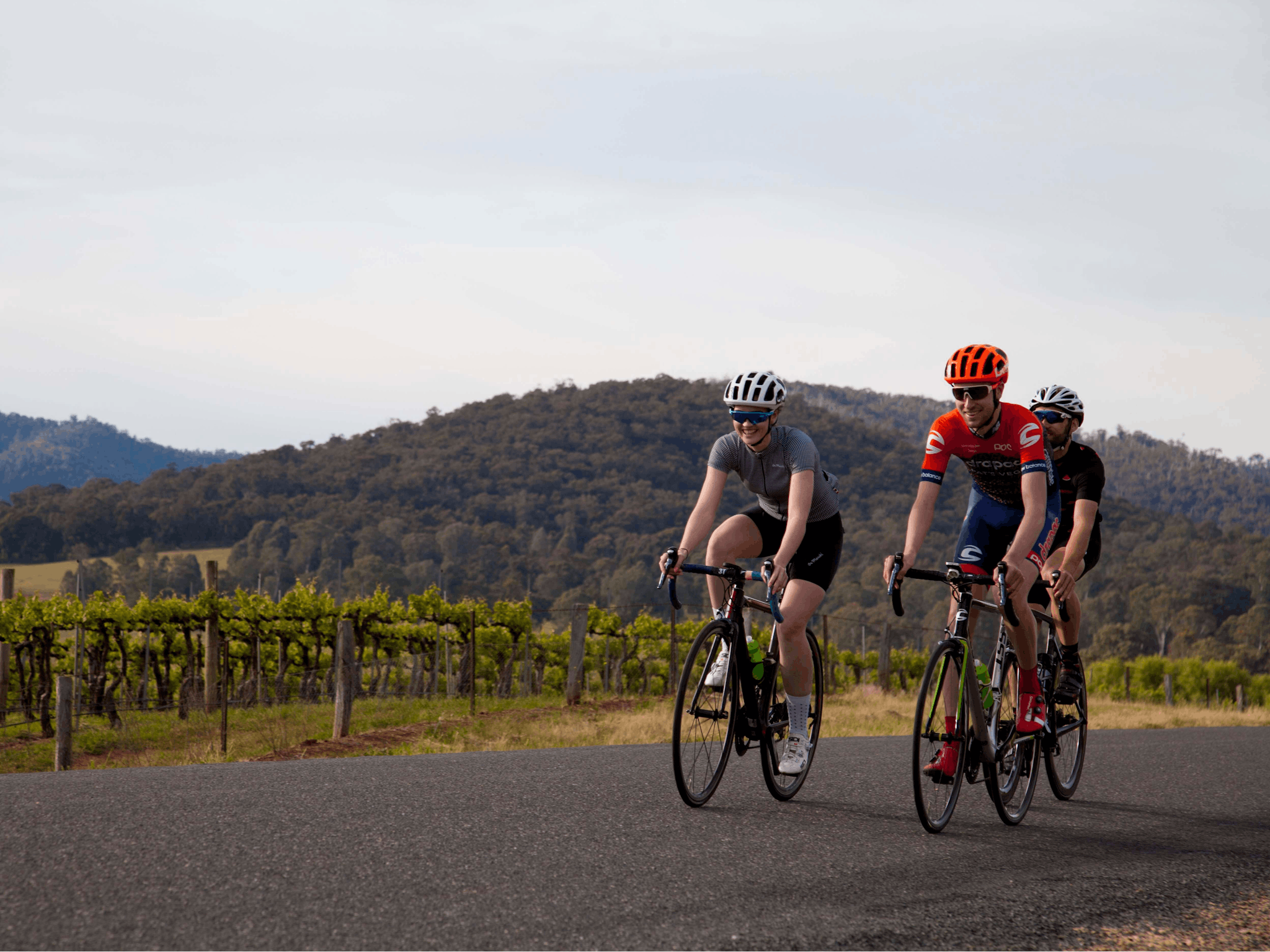 Cyclists riding on road, vineyard beside road vines with green folage & mountains in the backgroun