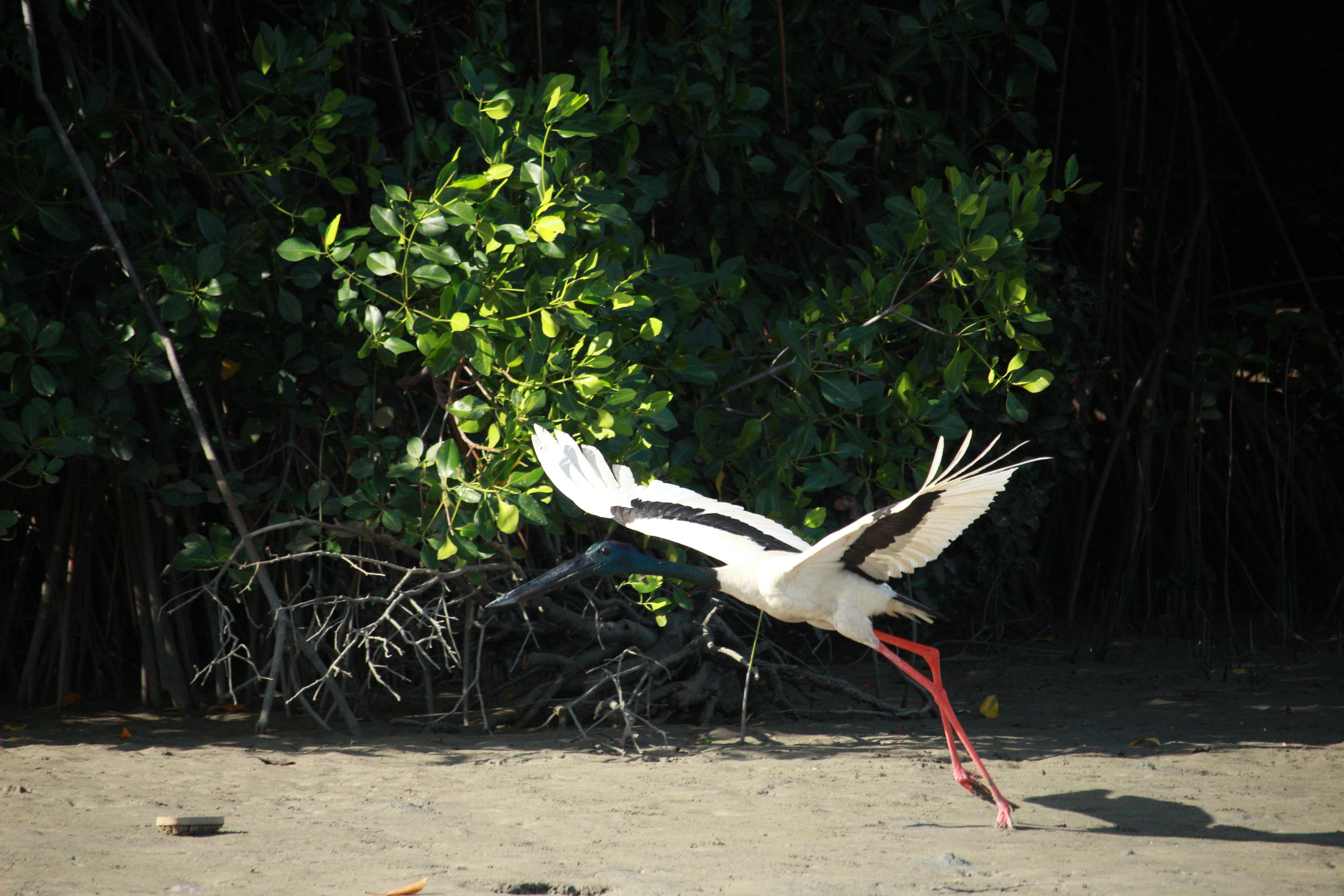 jabiru