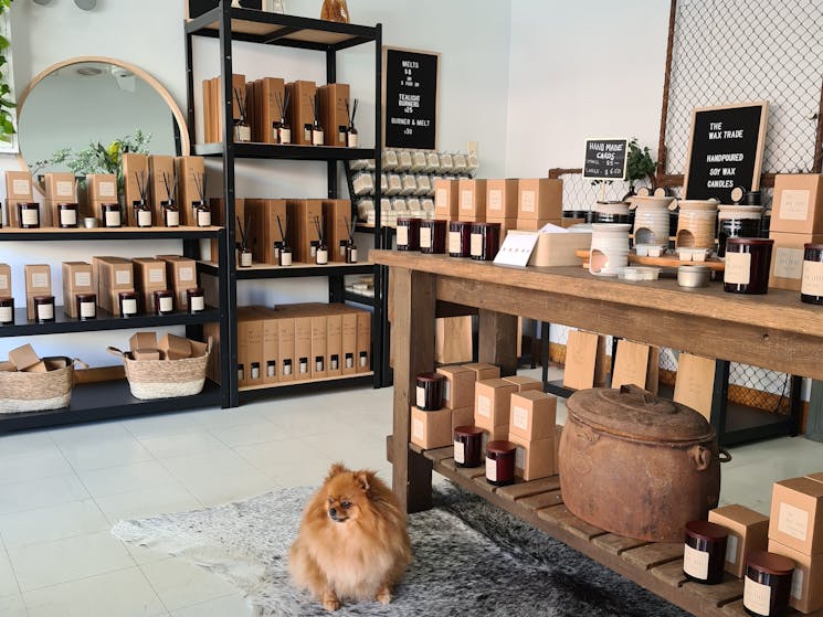Reed diffusers with dog sitting in front of shelves