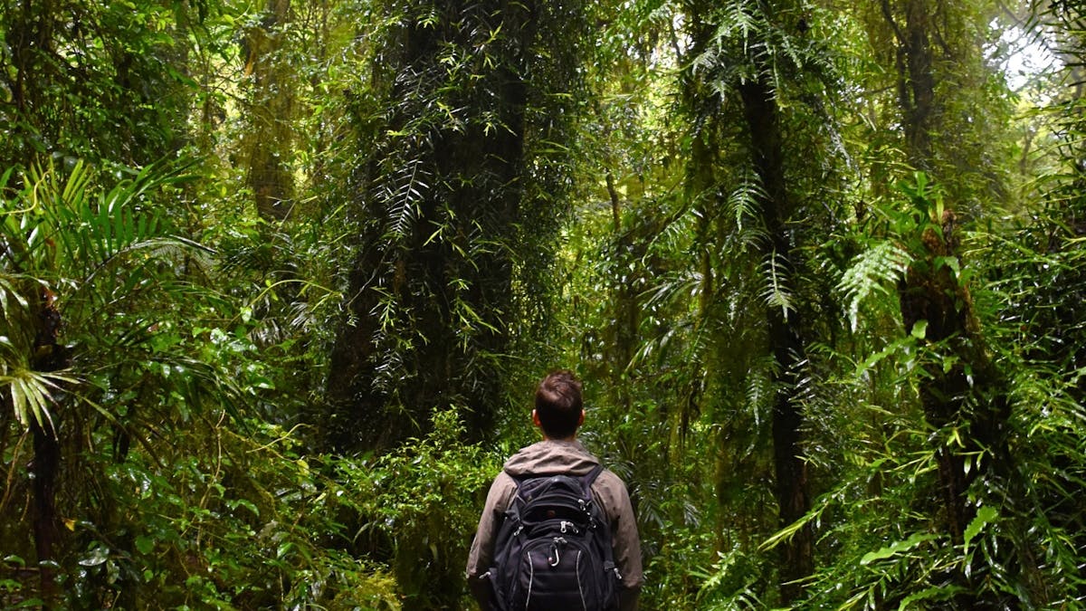 Visitor enjoying a peaceful rainforest walk