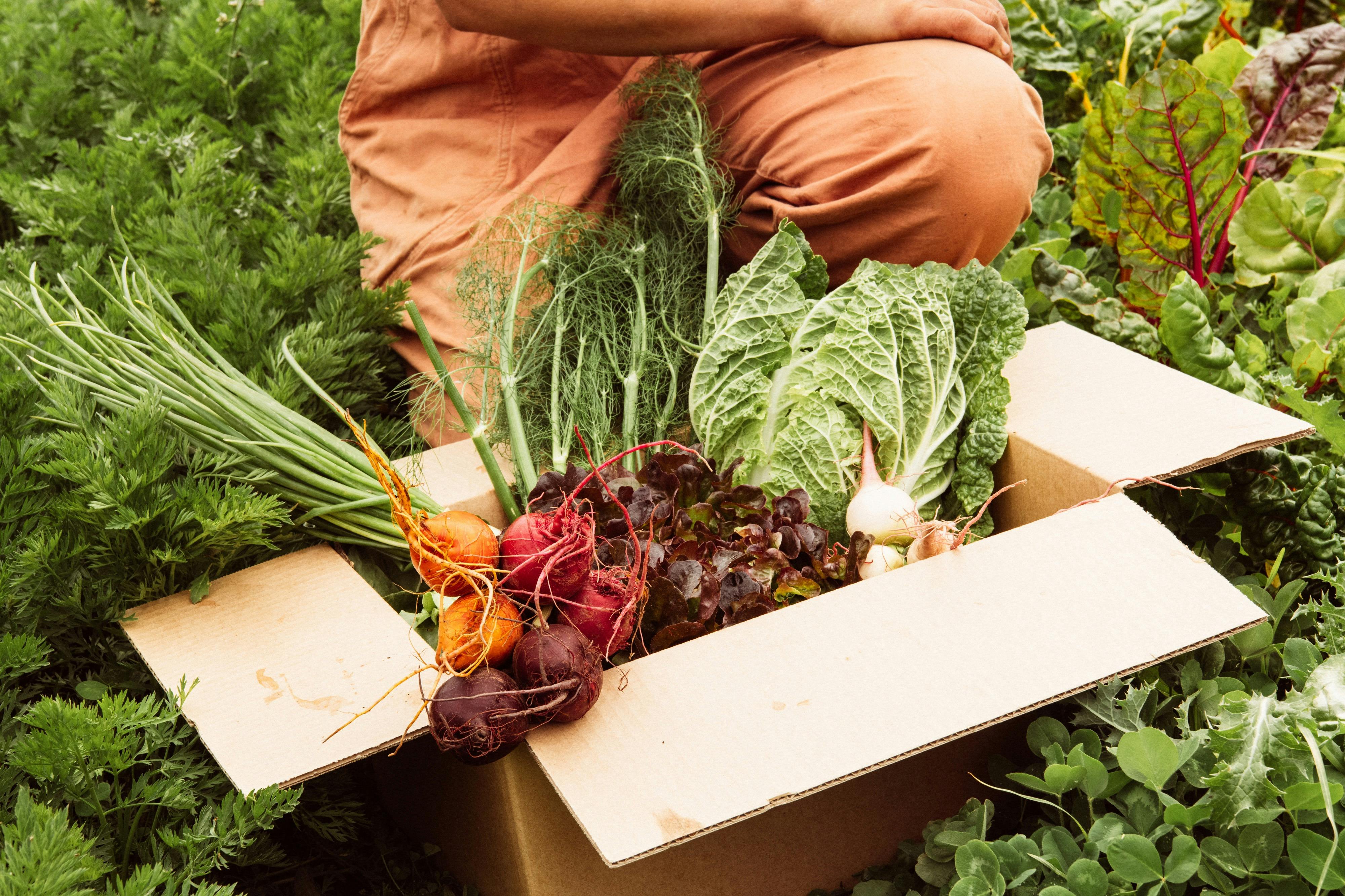 Cardboard box filled with fresh vegetables, like beets and greens, in a farm field.