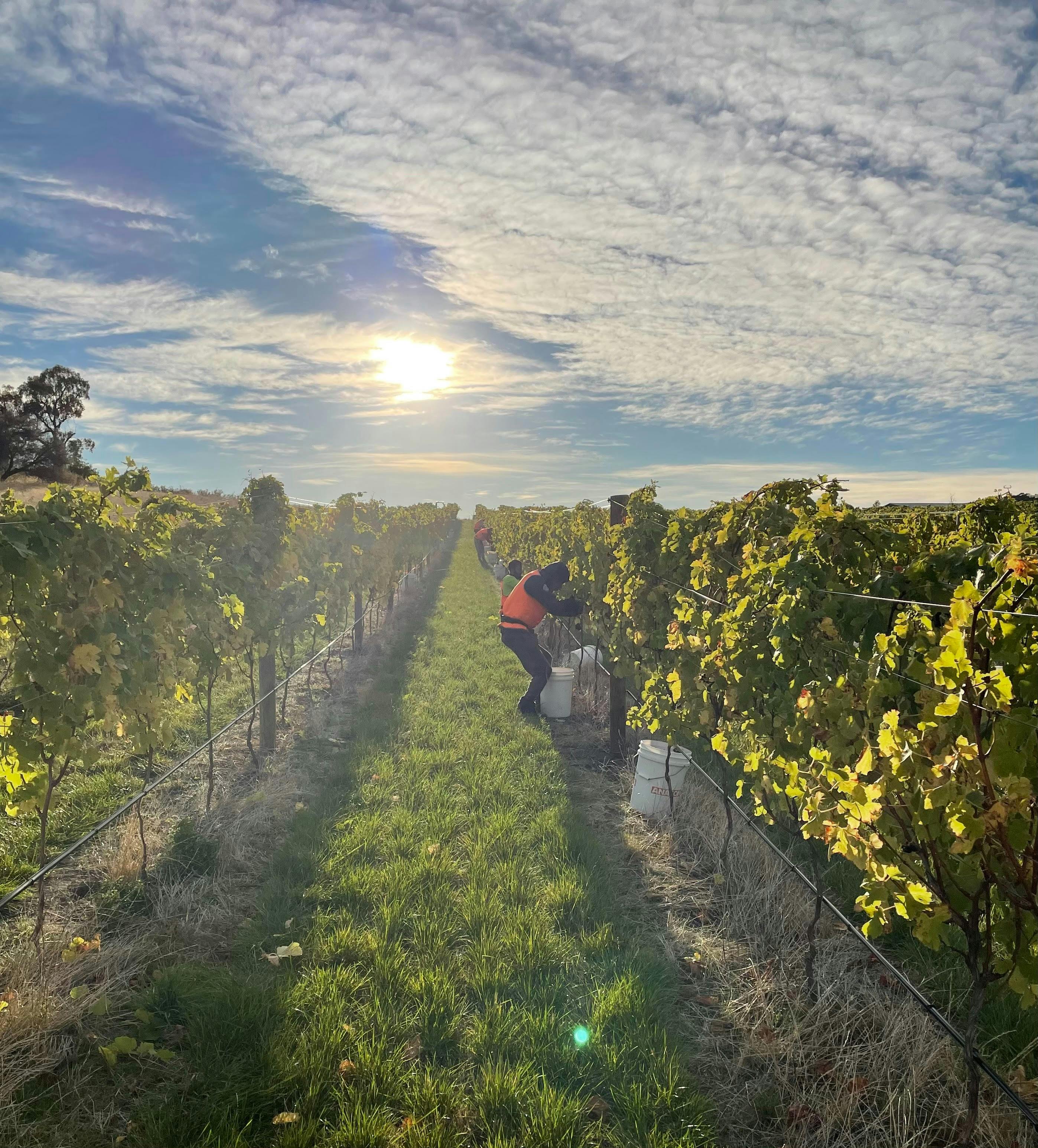 Picking Syrah Brinktop