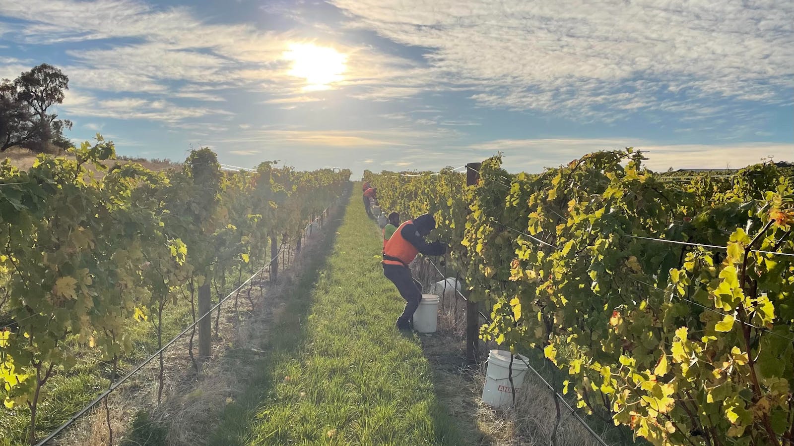 Picking Syrah Brinktop