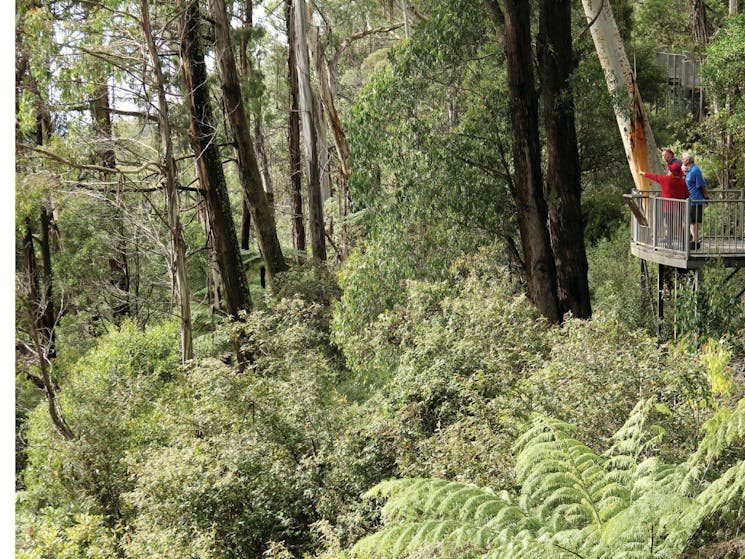 Pipers lookout, South East Forests National Park